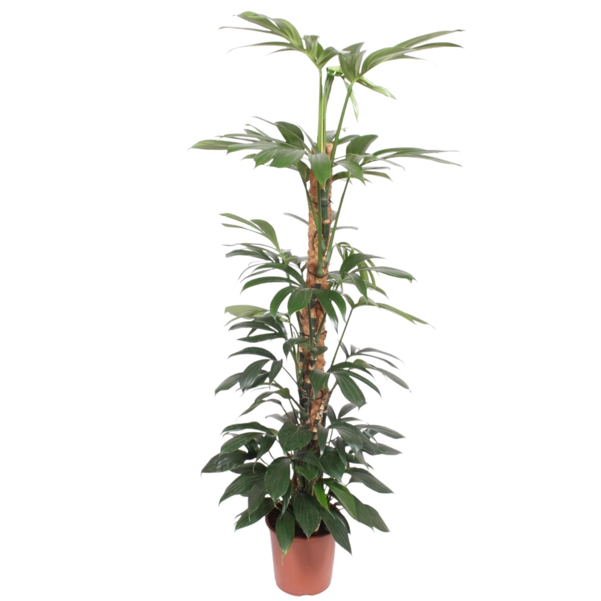 Philodendron Dragon Tail Zimmerpflanze