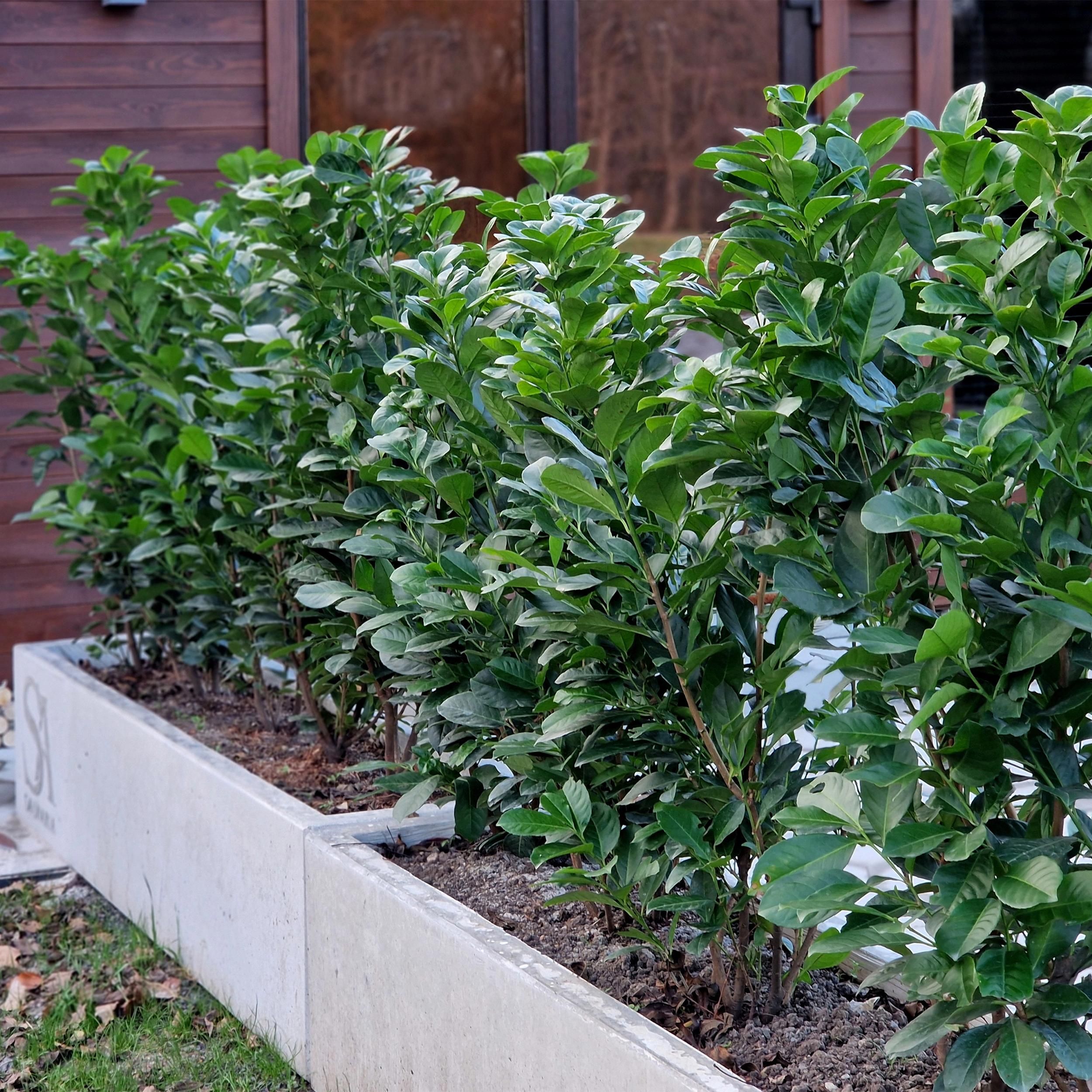Prunus laurocerasus Etna – Immergrün – 6 Pflanzen – Topf 17cm