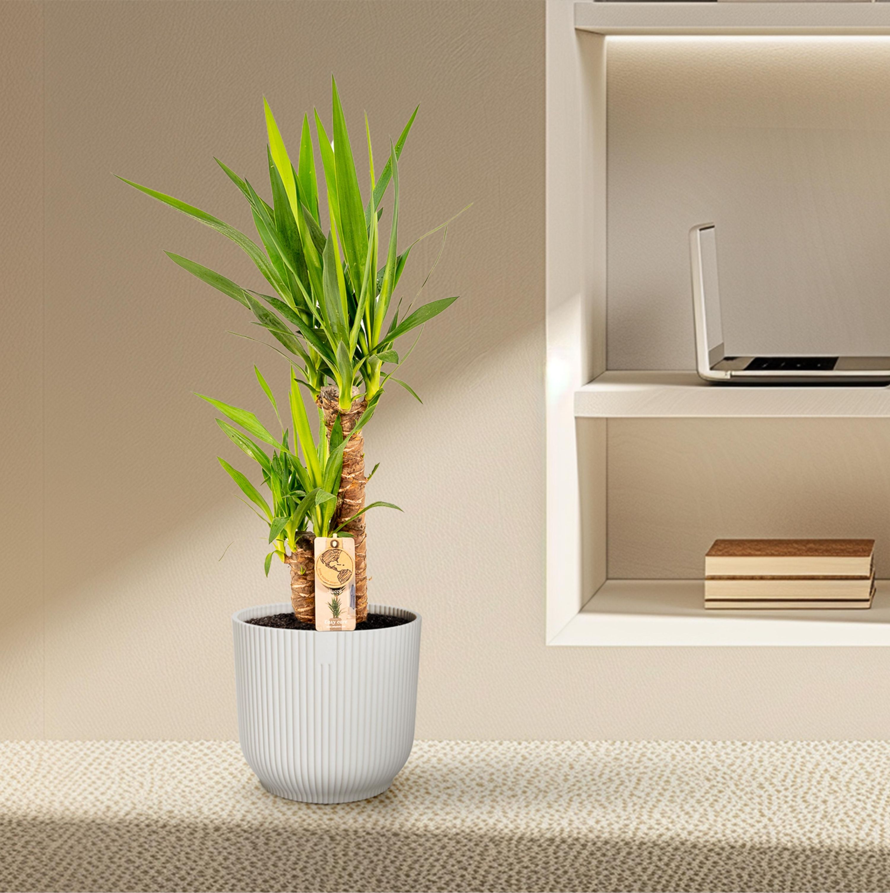 Yucca Palmlilie Zimmerpflanze – Robust & Pflegeleicht