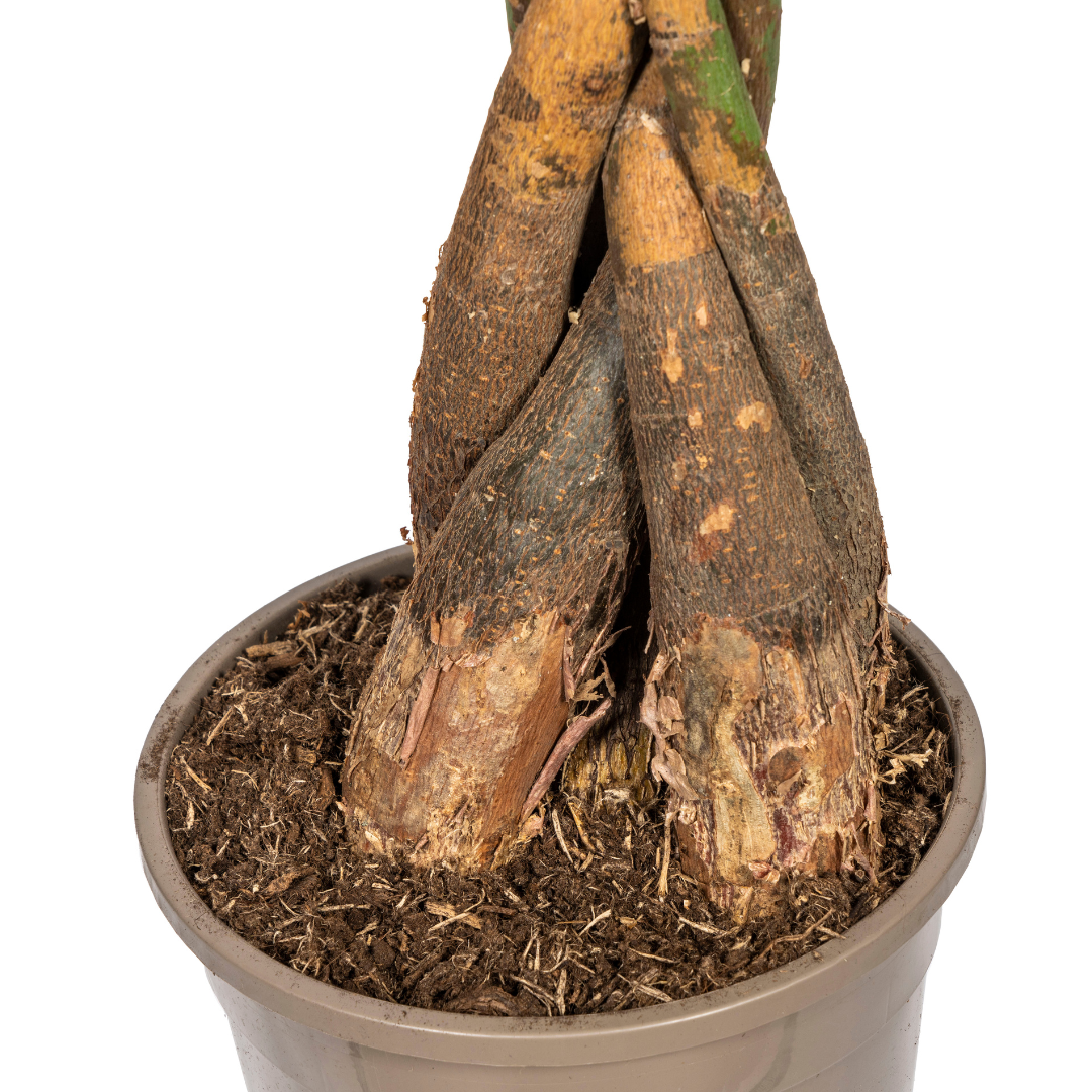 Pachira Aquatica 120-140cm | Ø24cm Topfgröße