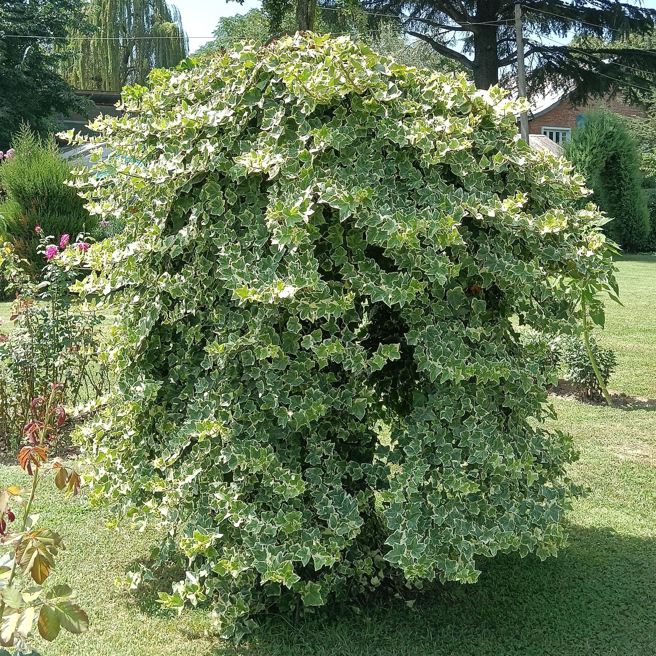 Hedera Glacier Efeu Kletterpflanze