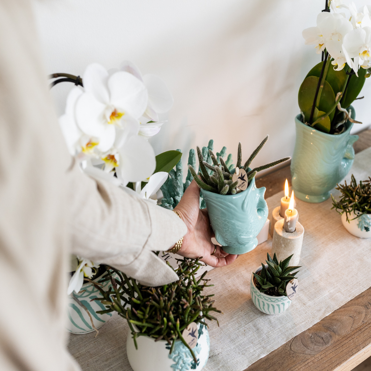 Orchideen und Sukkulenten Pflanzenset | Phalaenopsis & Crassula im Set | Dekorative Übertöpfe