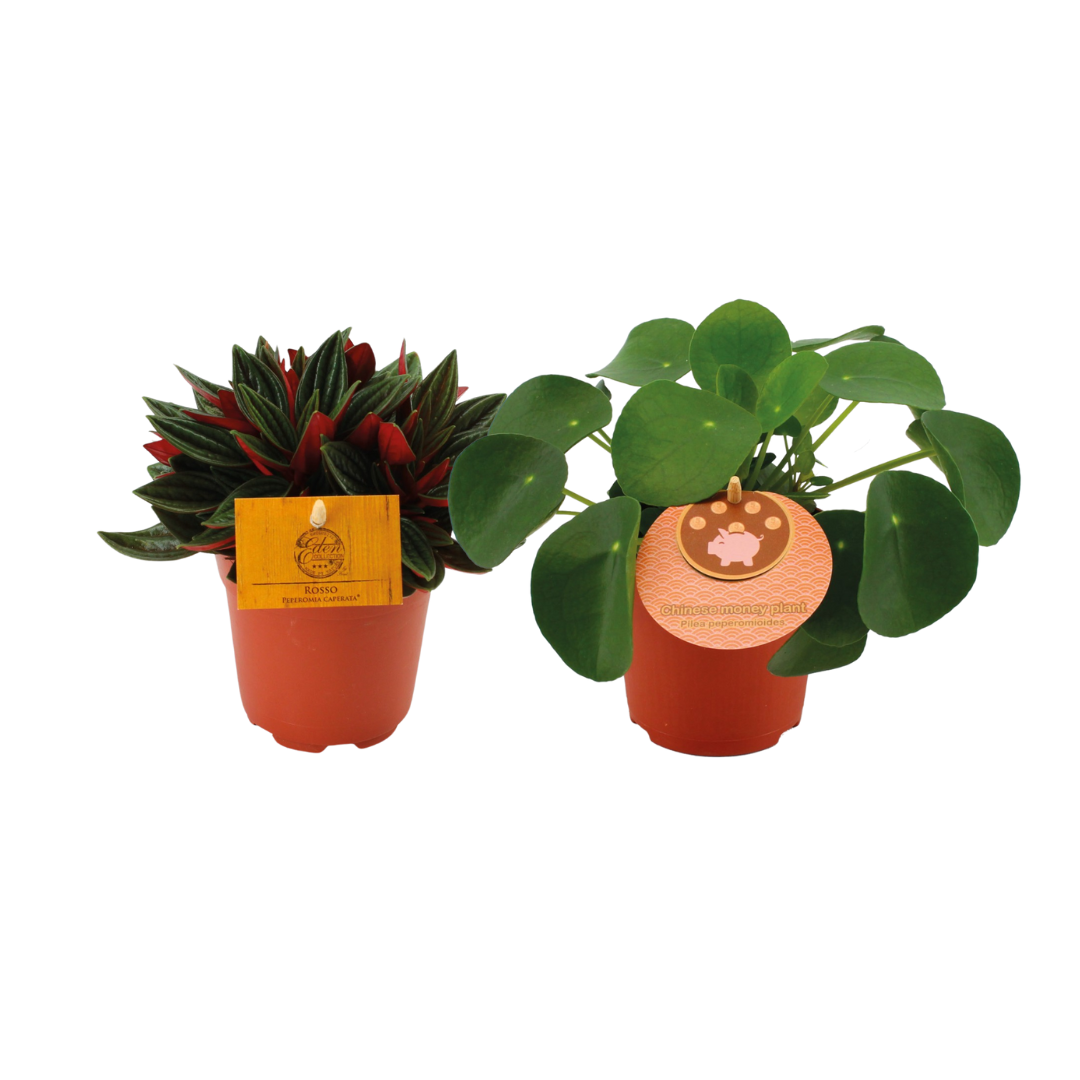 Peperomia Duo Rosso & Pilea – 2er Set – Ø10.5cm Töpfe