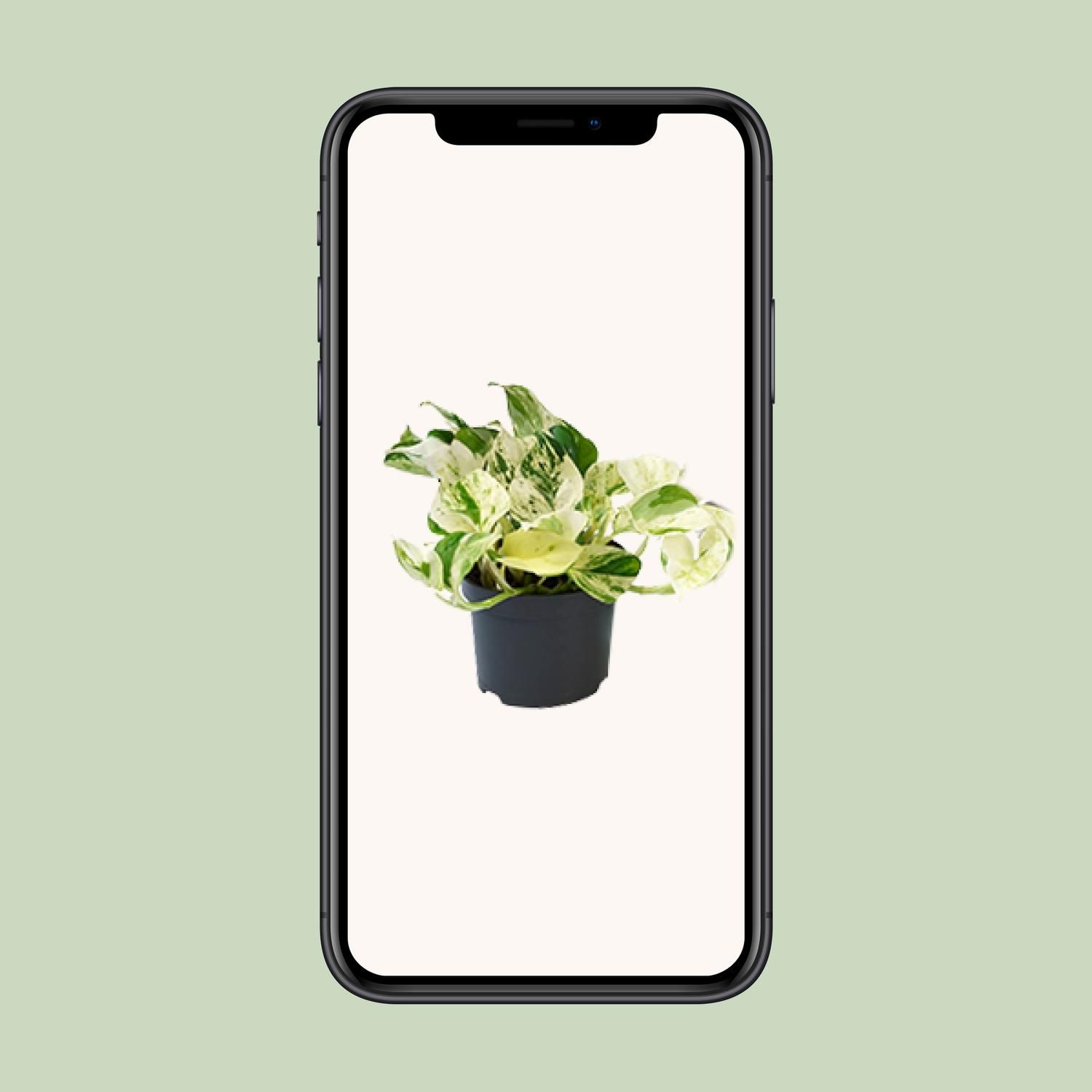 Epipremnum Marble Queen - Bunte Glückspflanze im Topf