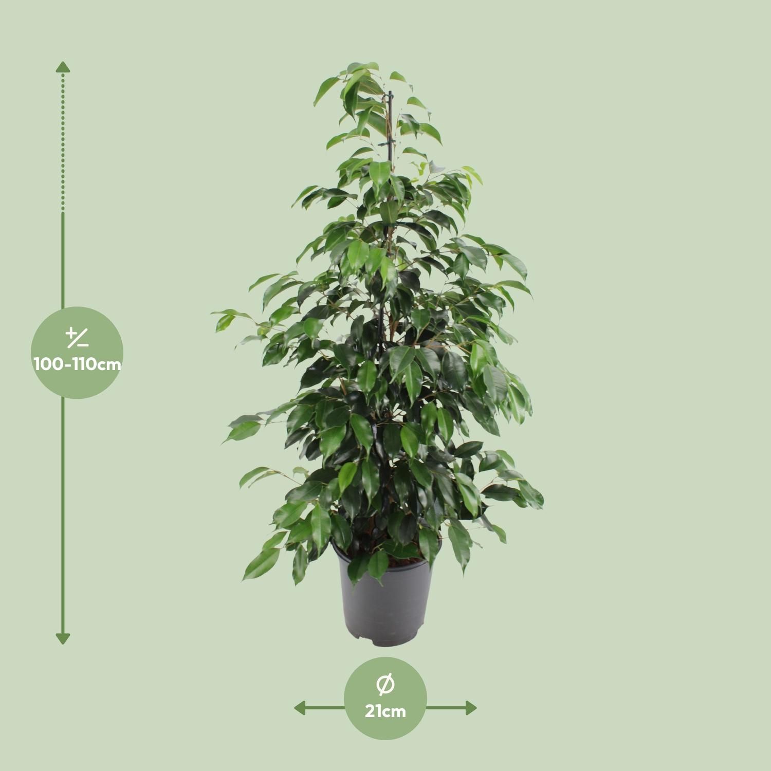 Ficus benjamina Danielle Zimmerpflanze