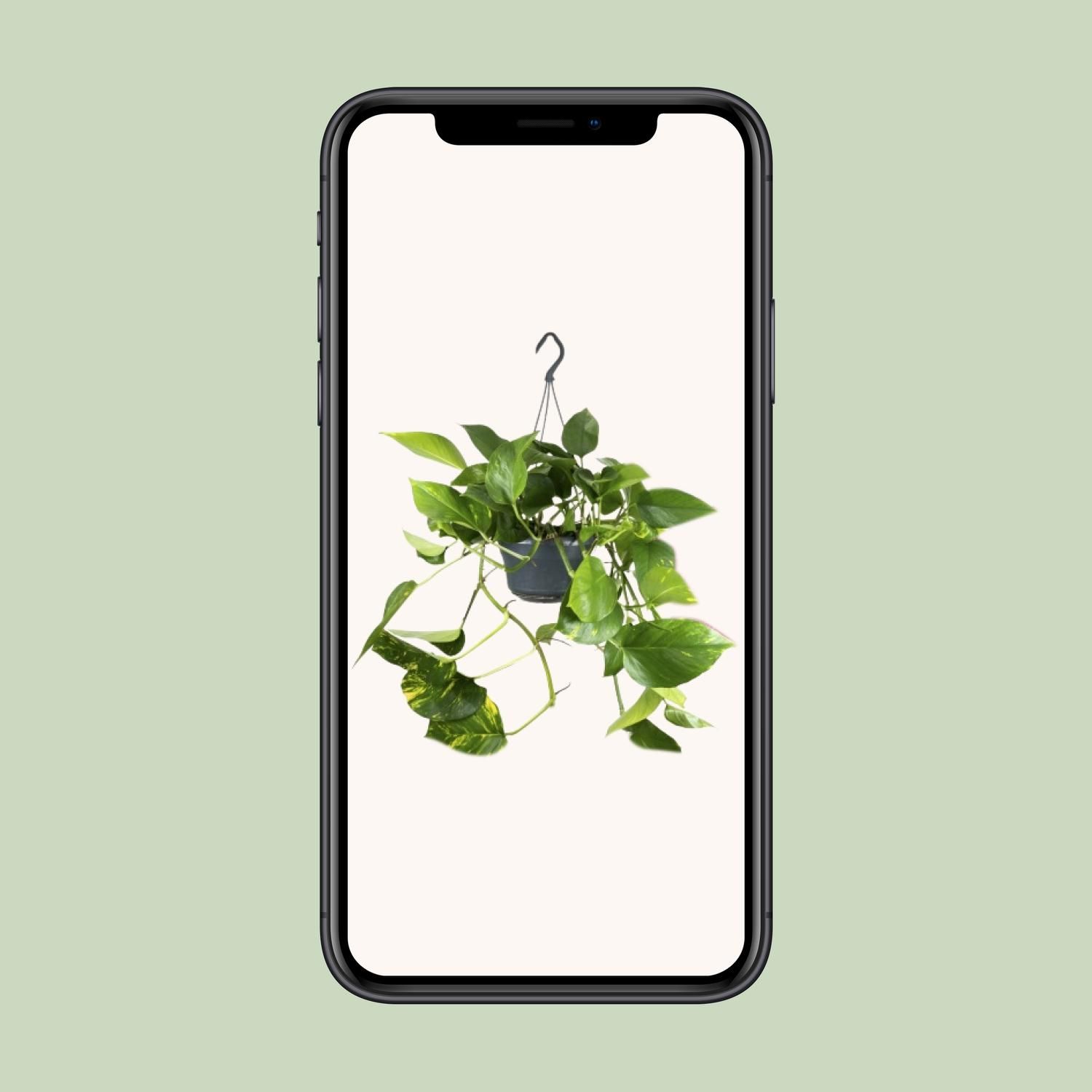 Epipremnum Aureum Zimmerpflanze