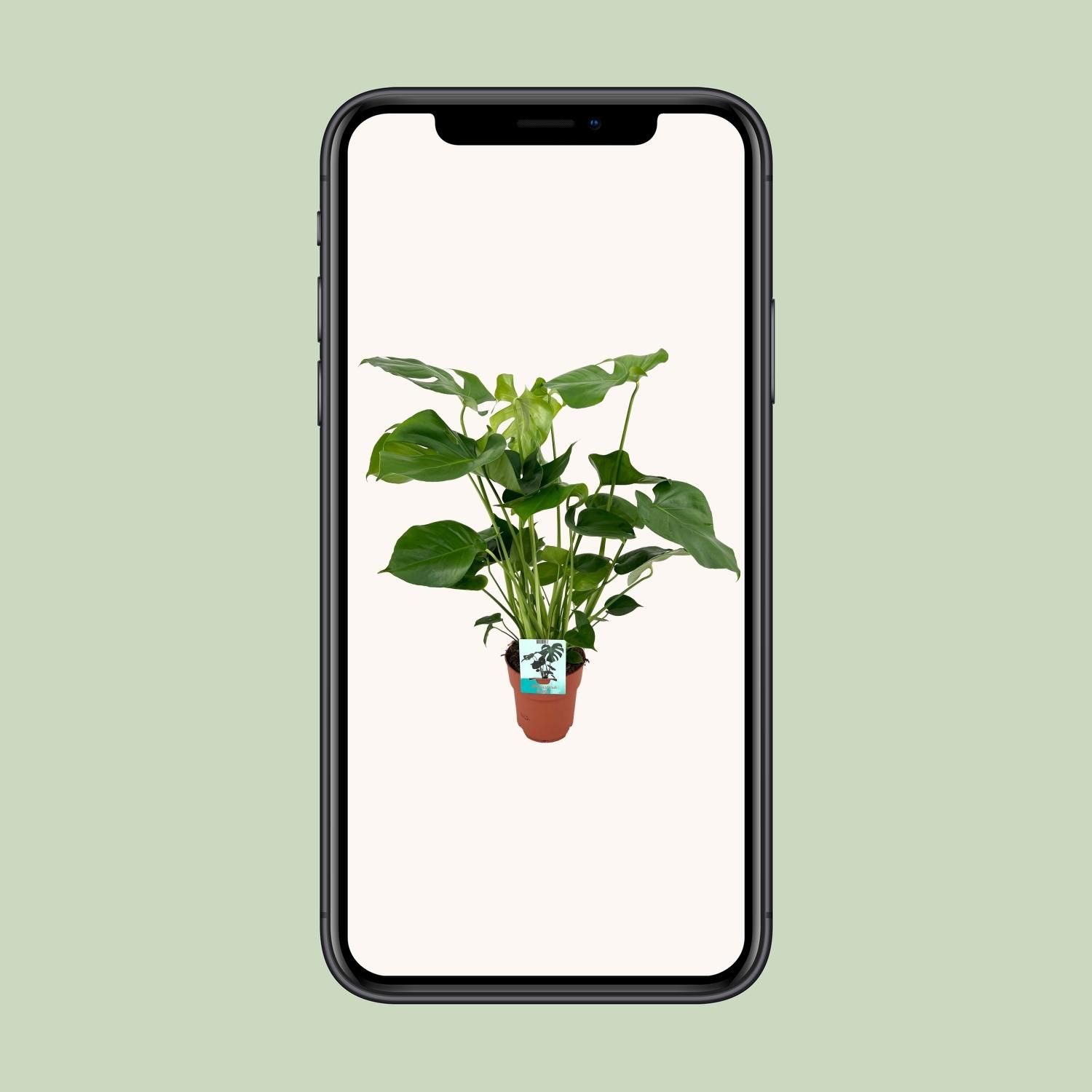 Monstera Deliciosa - Tropische Zimmerpflanze mit fenestrierten Blättern
