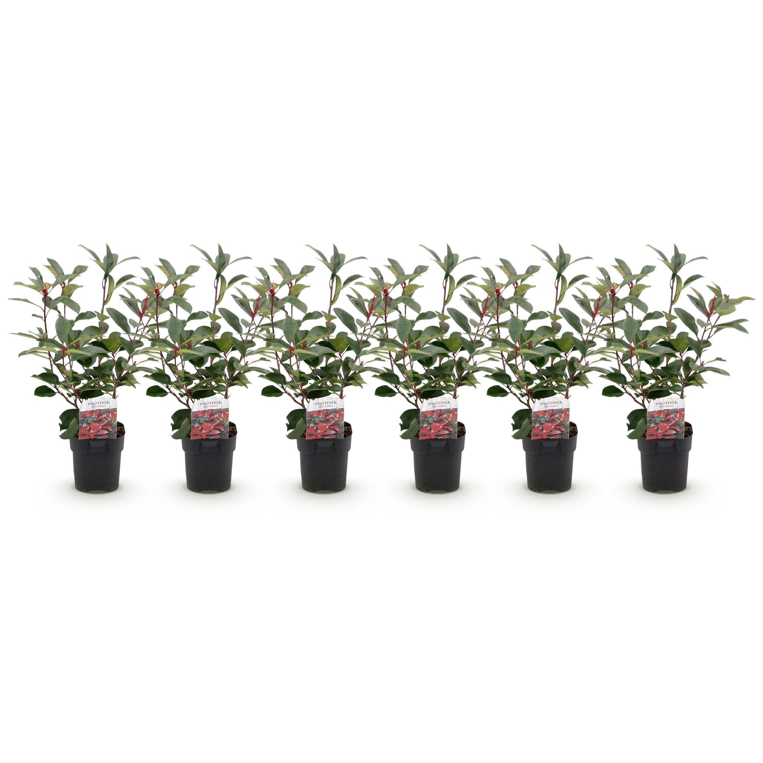 Photinia fraseri Red Robin – Immergrüne Heckenpflanze – Grün Rot – 6 Pflanzen für 1 Meter