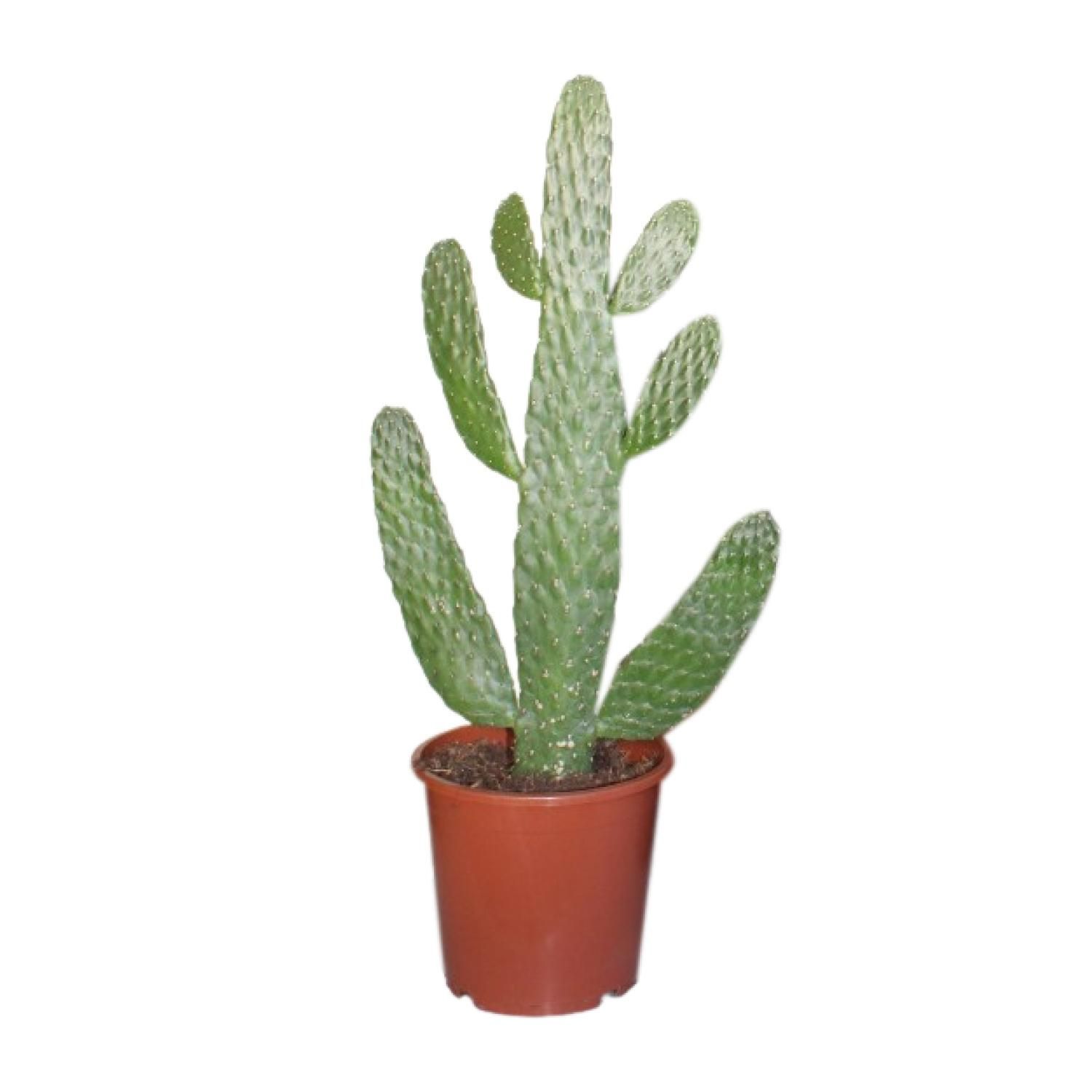 Opuntia Consolea Kaktus Zimmerpflanze