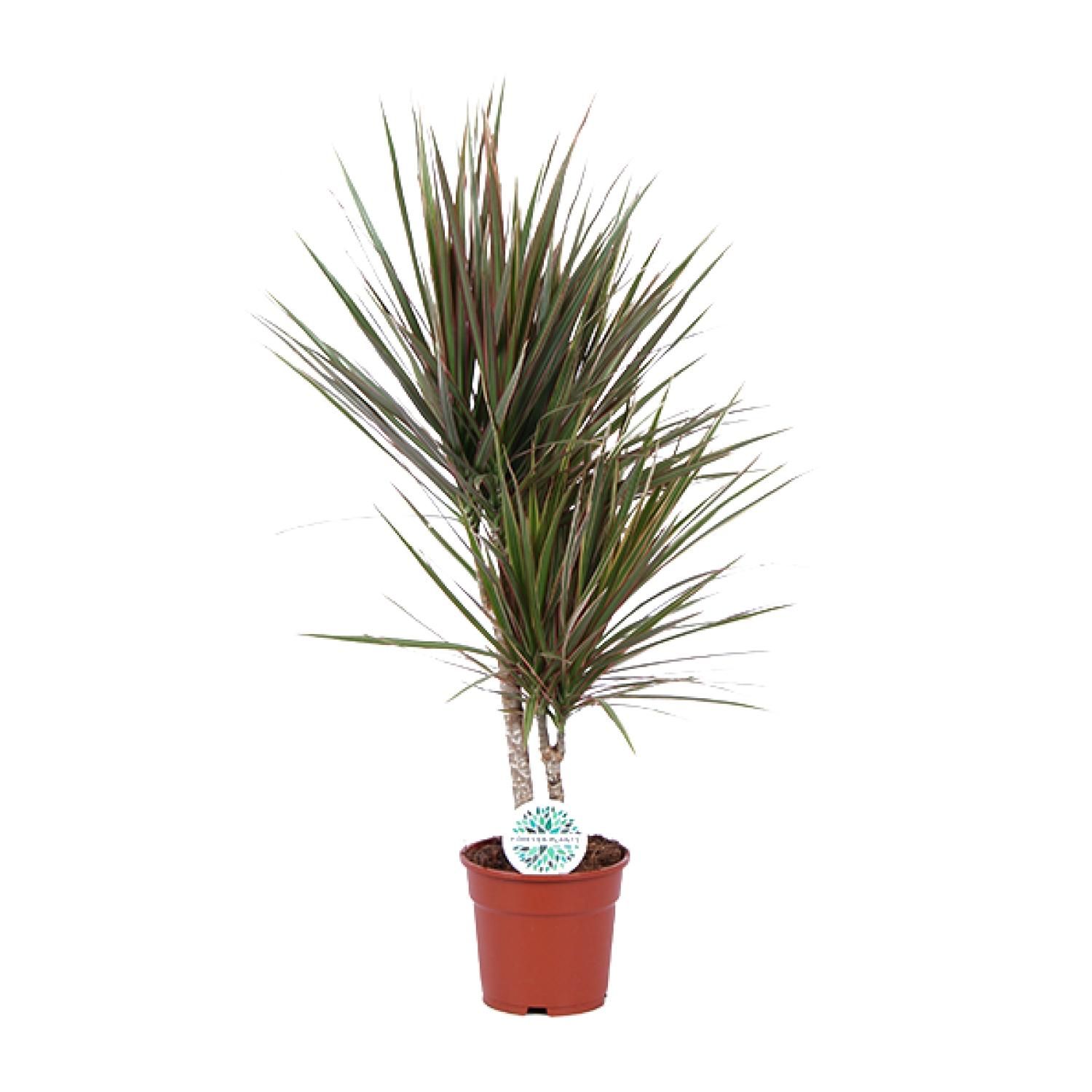 Dracaena Bicolor - Exotischer Drachenbaum für Innenräume