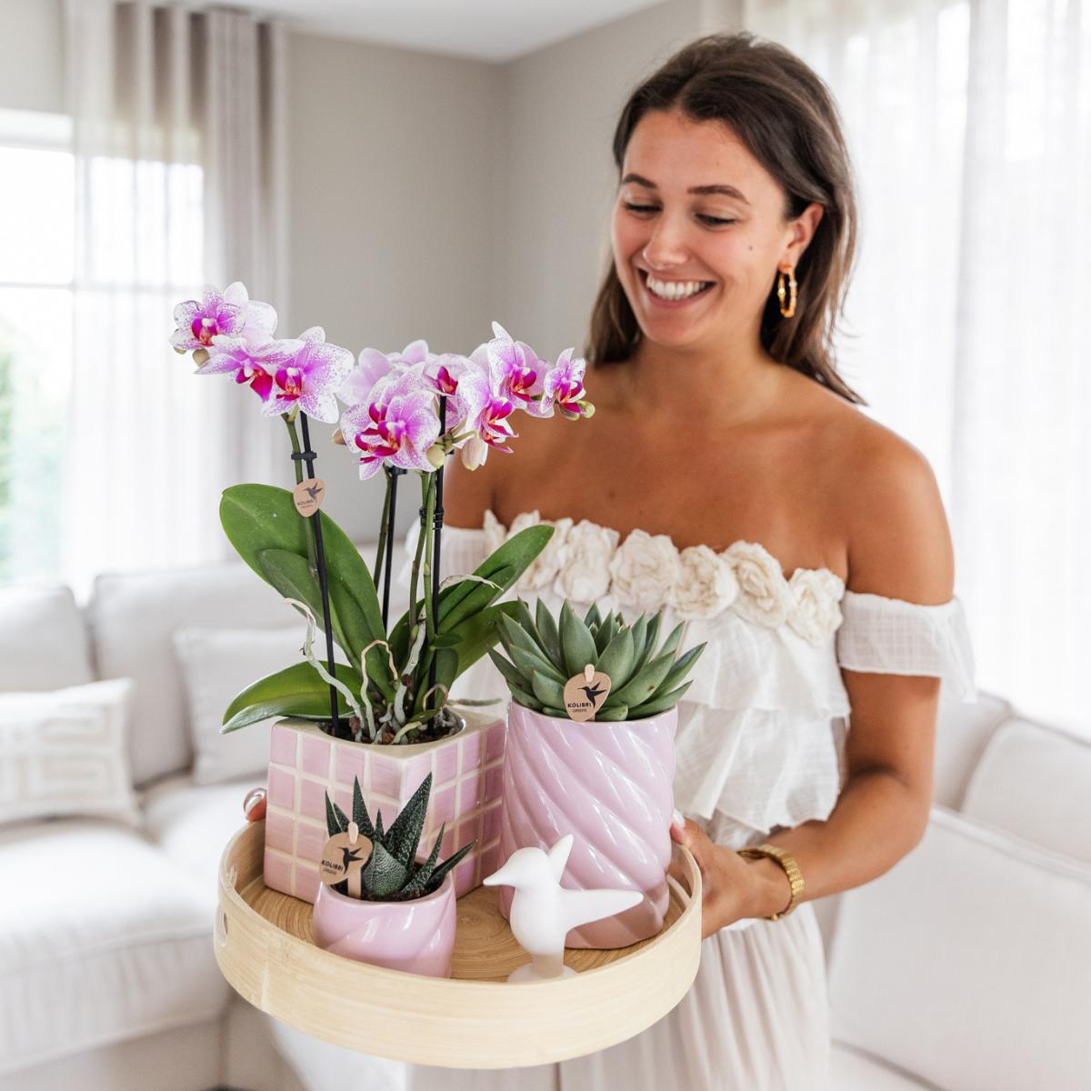 Phalaenopsis Orchidee Rosa Blühend