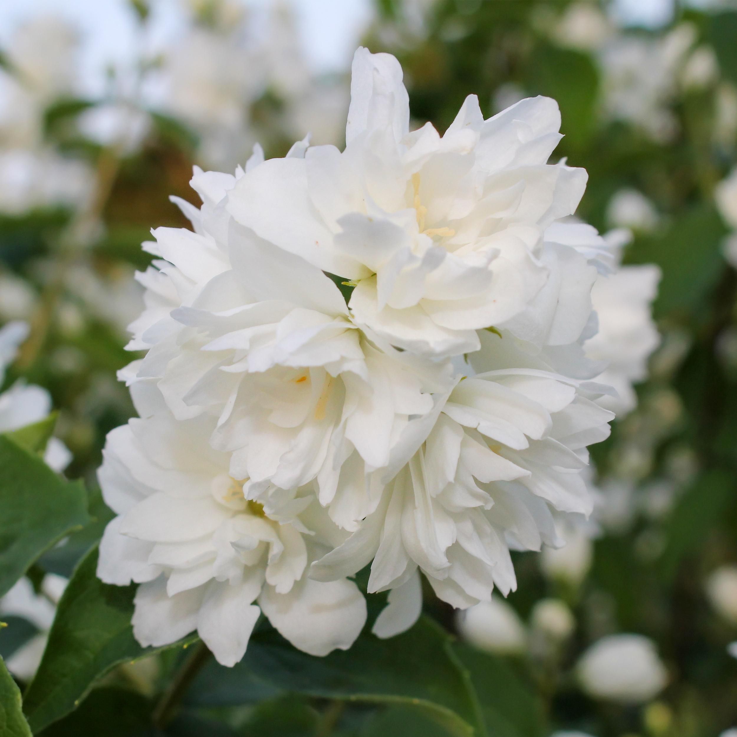 Bauernjasmin Philadelphus – Weiß Blühend – Wenig Pflege | Laubabwerfend