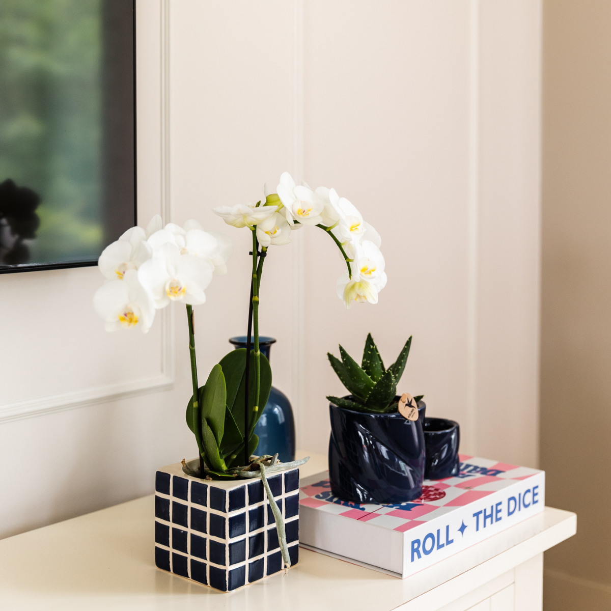 Nazaré-Orchidee und Crassula Hobbit im dekorativen Fish-Topf