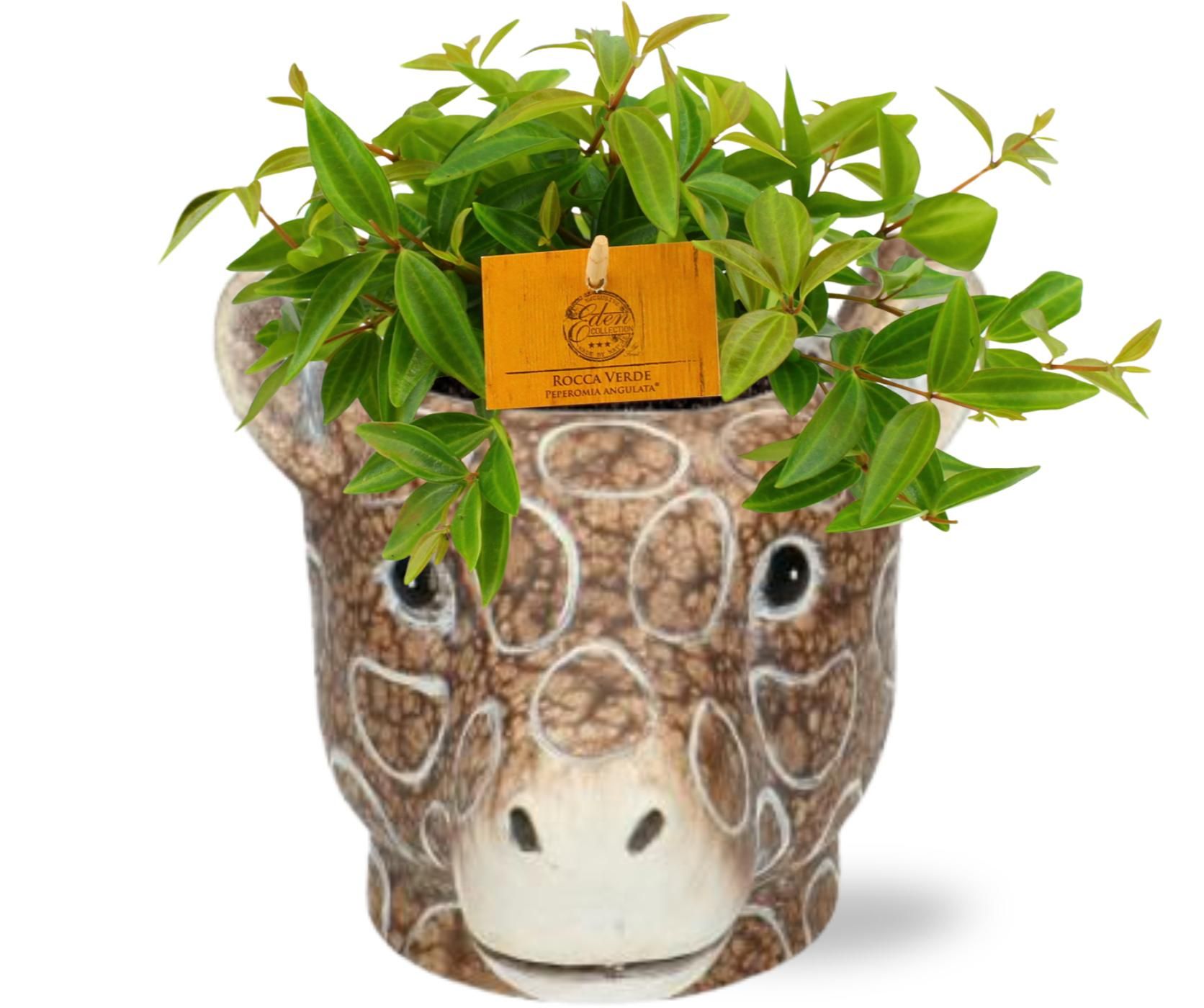 Peperomia Ang. Rocca Vivace – Ø11cm Topf – Inkl. Giraffen Übertopf Braun