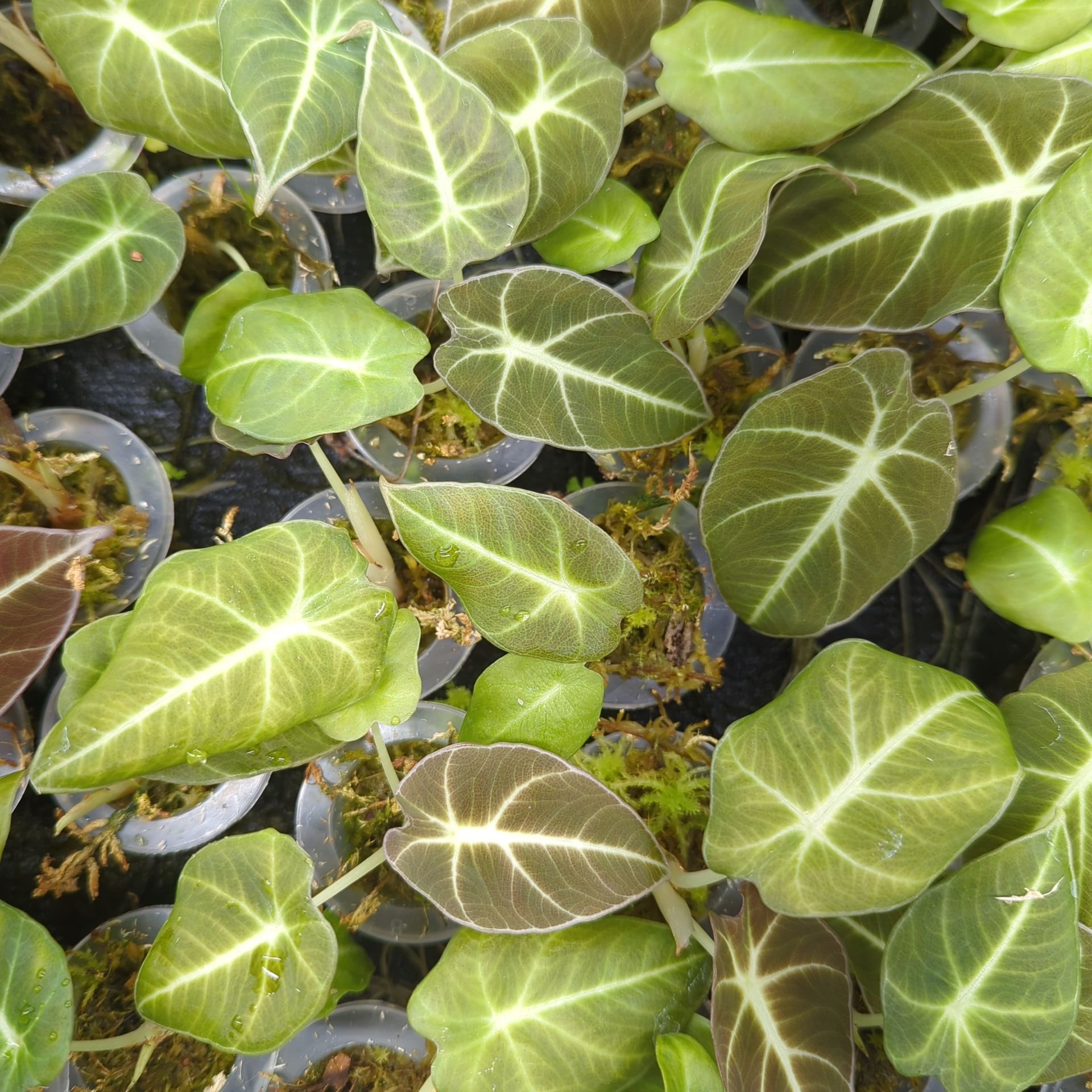 Baby Alocasia reginula Black Velvet + selbstbewässernder Übertopf