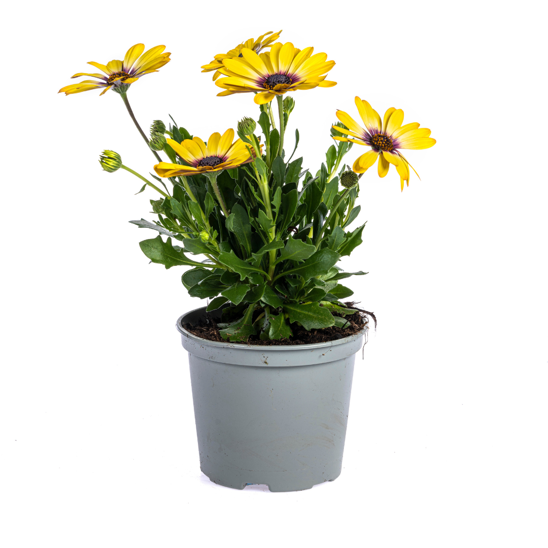 8x Osteospermum Gelb – Buschig & Blühfreudig – Ø12cm Topf