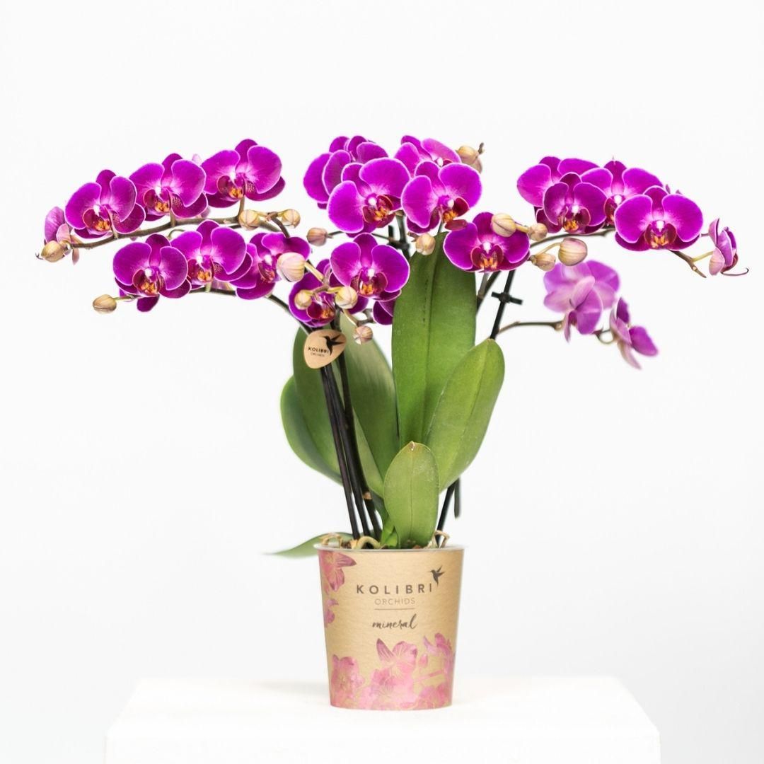Phalaenopsis Orchidee Morelia violett