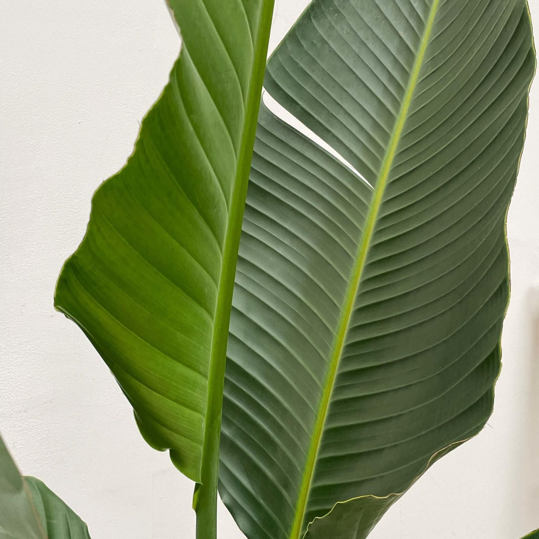 Strelitzia Augusta Weißer Paradiesvogel XXL