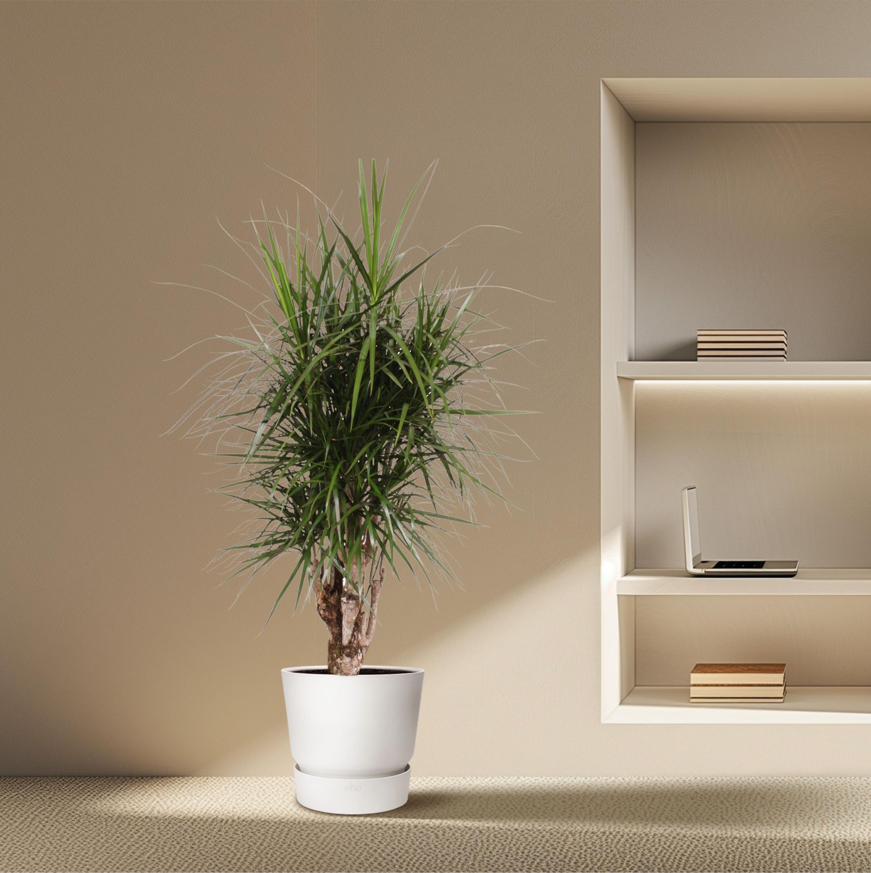 Dracaena Marginata verzweigt Zimmerpflanze