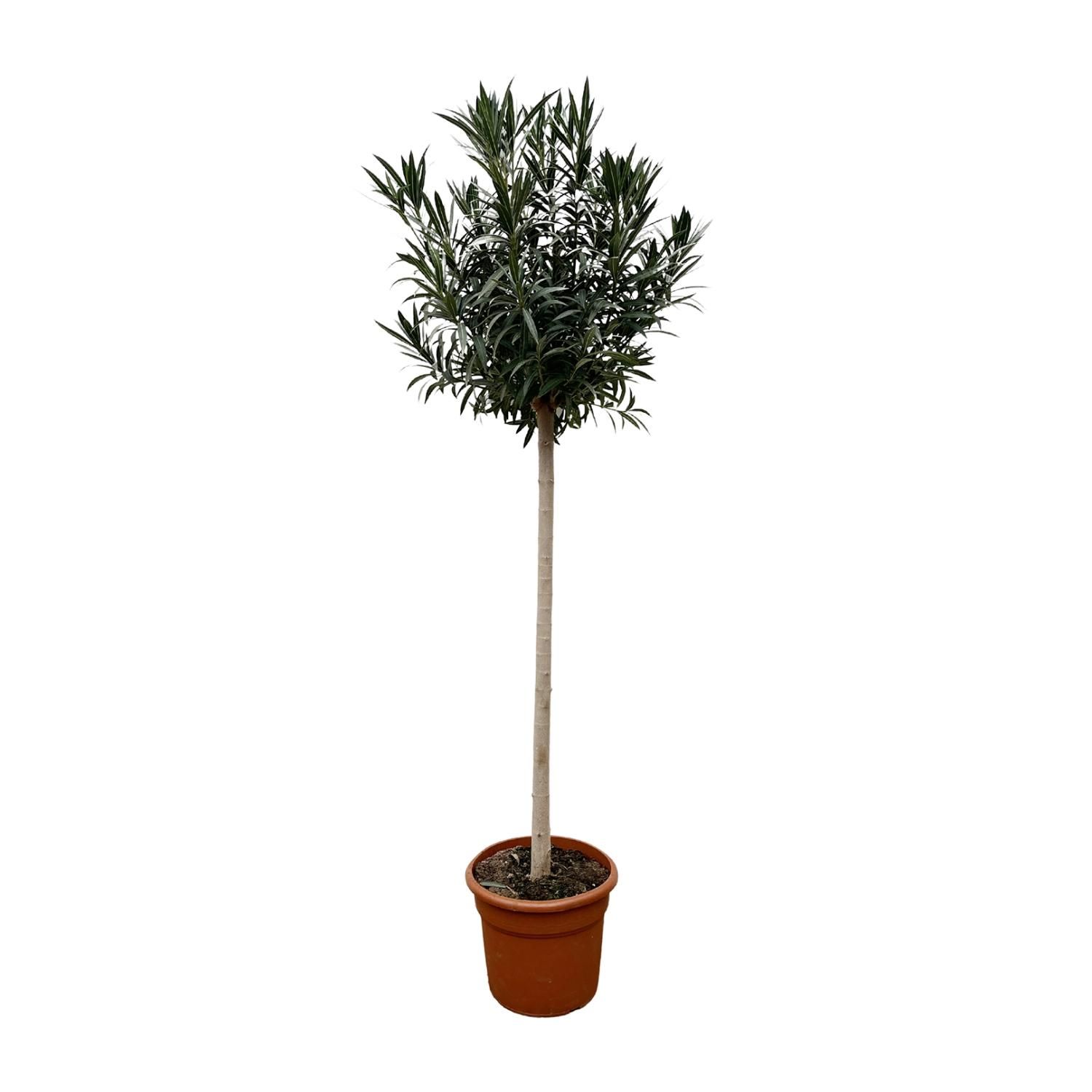 Nerium Oleander Stammpflanze mit weißen Blüten