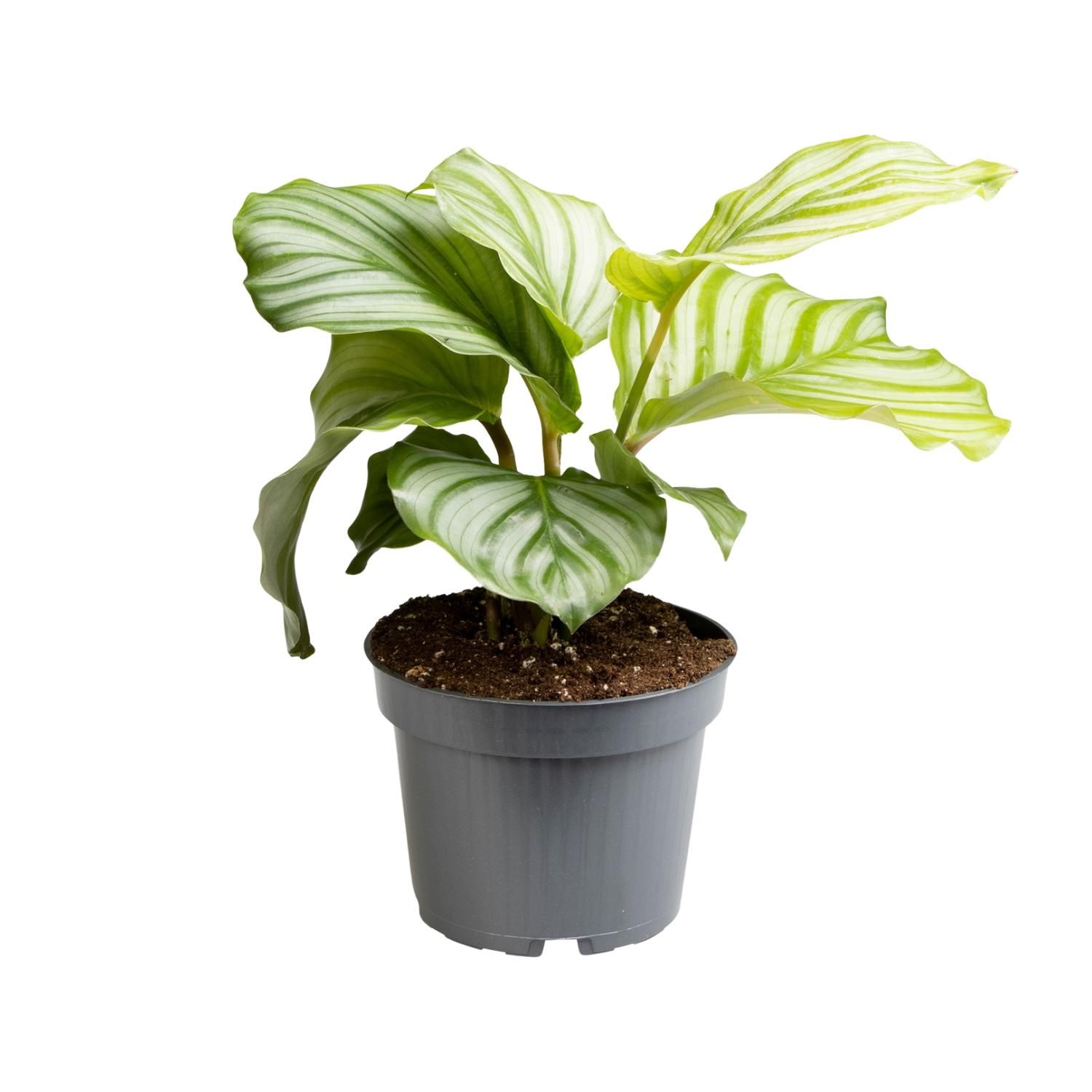 Calathea Orbifolia Zimmerpflanze