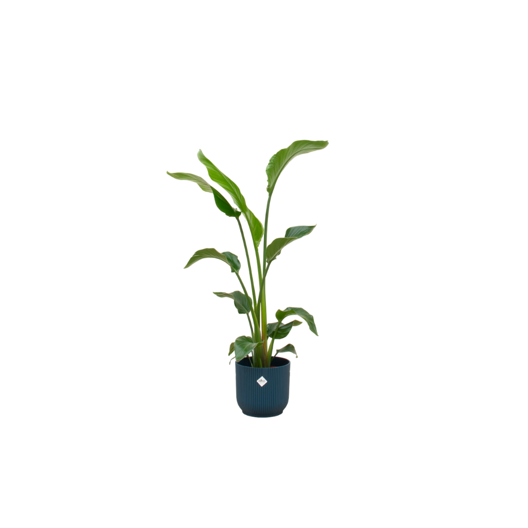 Strelitzia Nicolai Zimmerpflanze in blauem Übertopf
