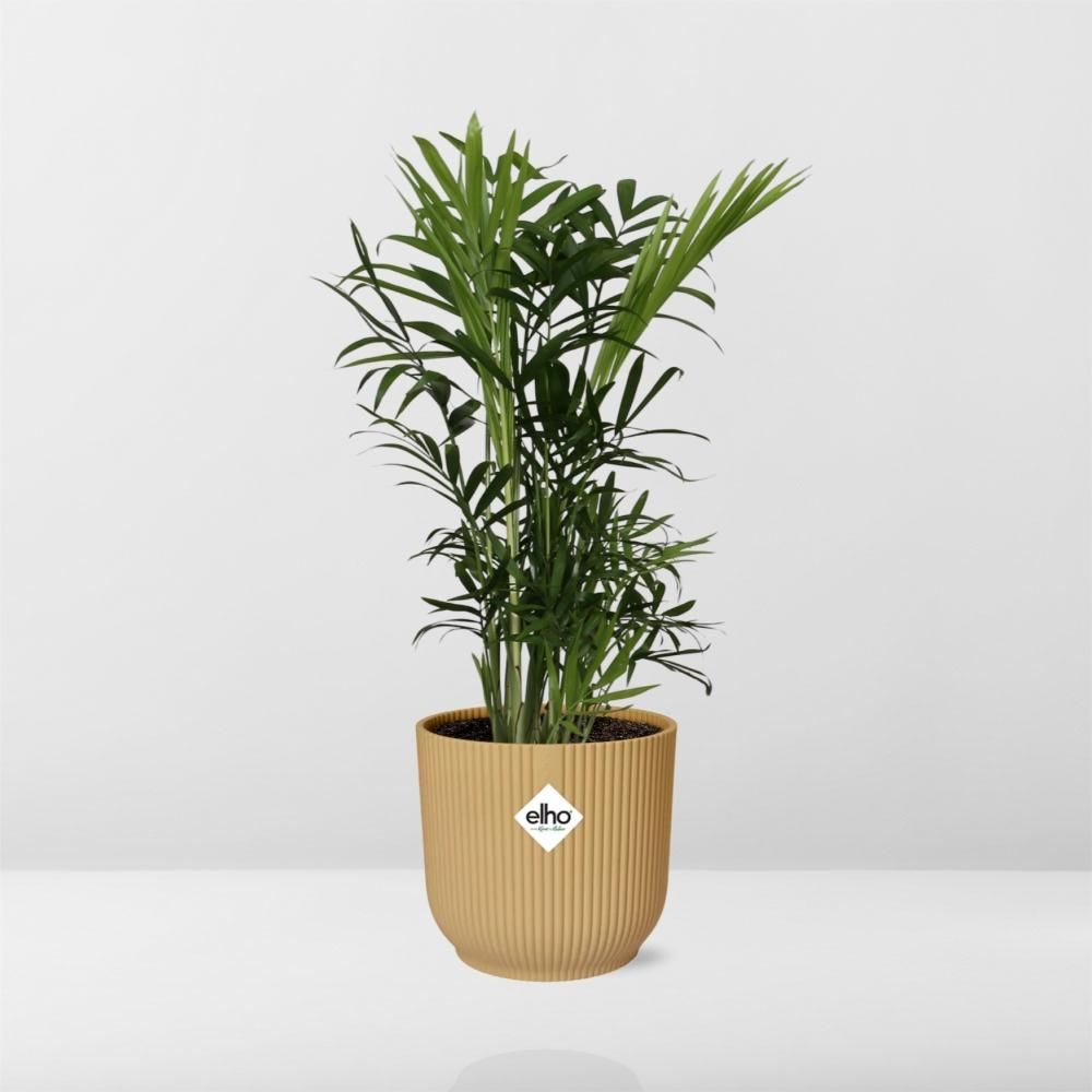 Zwergbergpalme Chamaedorea Elegans im ELHO Vibes Fold Topf