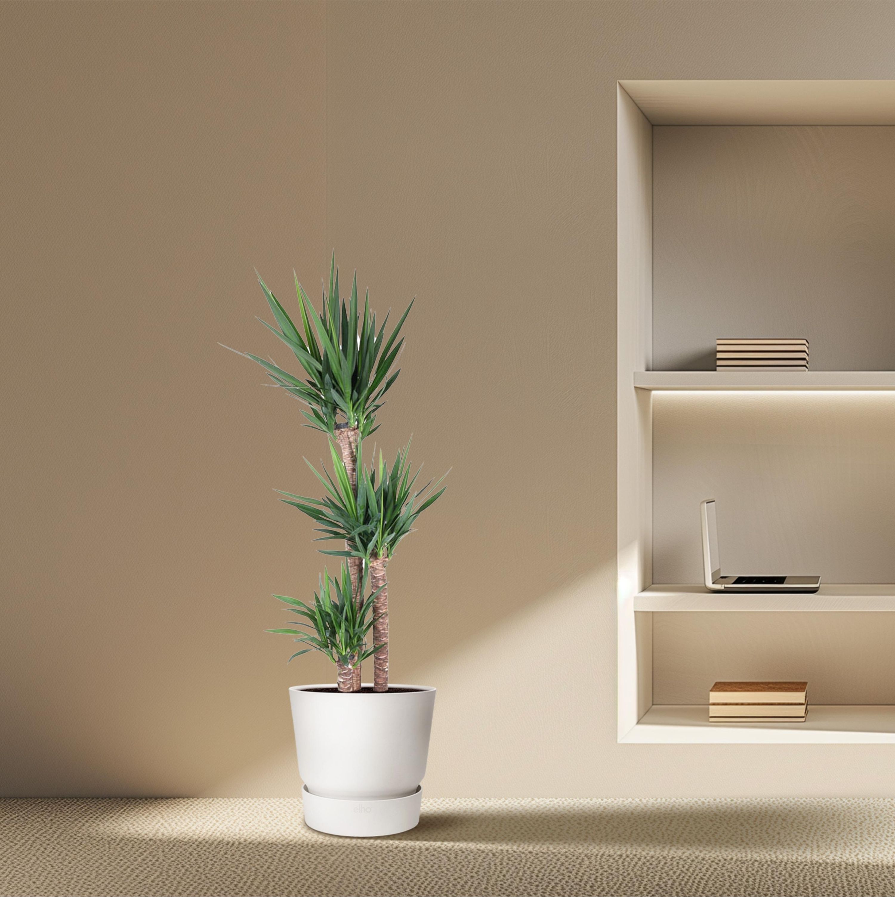 Yucca Elephantipe Elefantenpalme