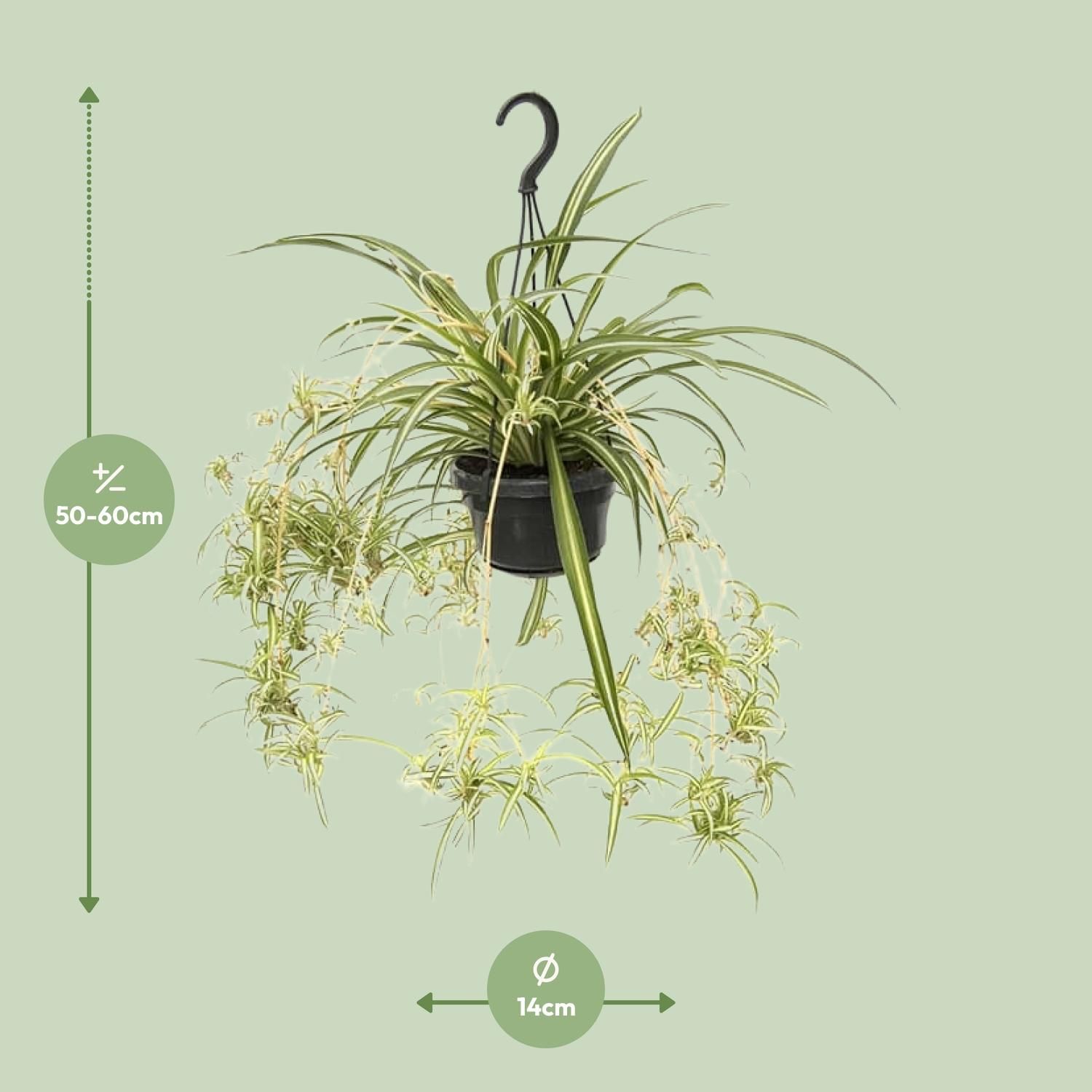 Chlorophytum Comosum Variegatum – Spinnenpflanze mit luftreinigender Wirkung