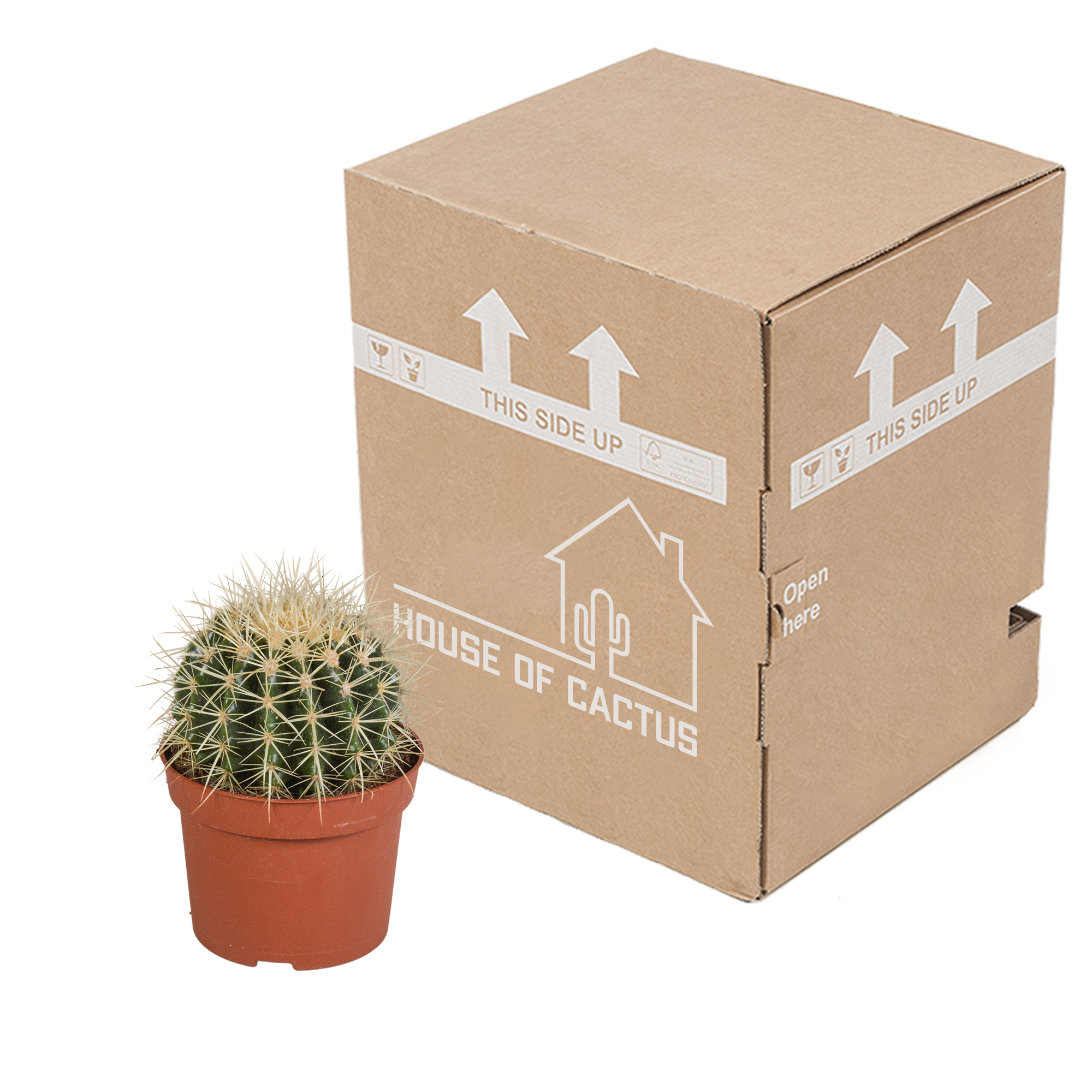Echinocactus grusonii 12cm – Goldkugelkaktus – pflegeleicht