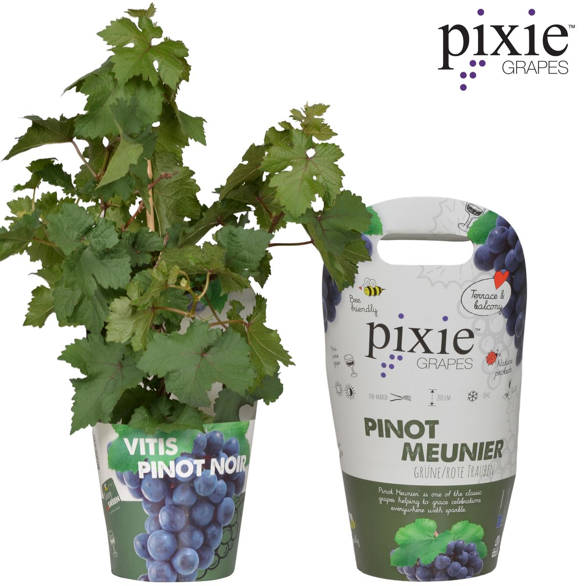 Vitis Pixie Pinot Noir Zwergtraube