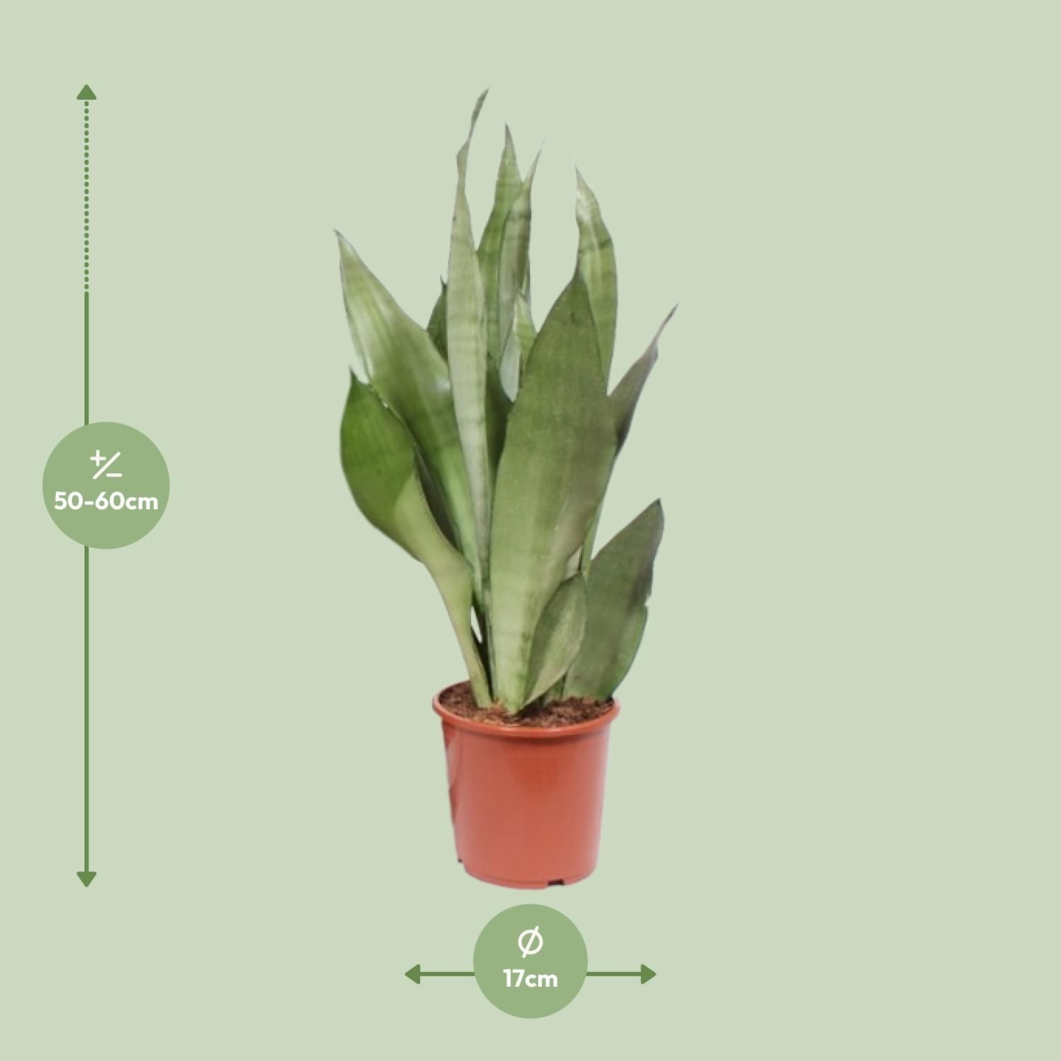 Sansevieria Moonshine Pflanze