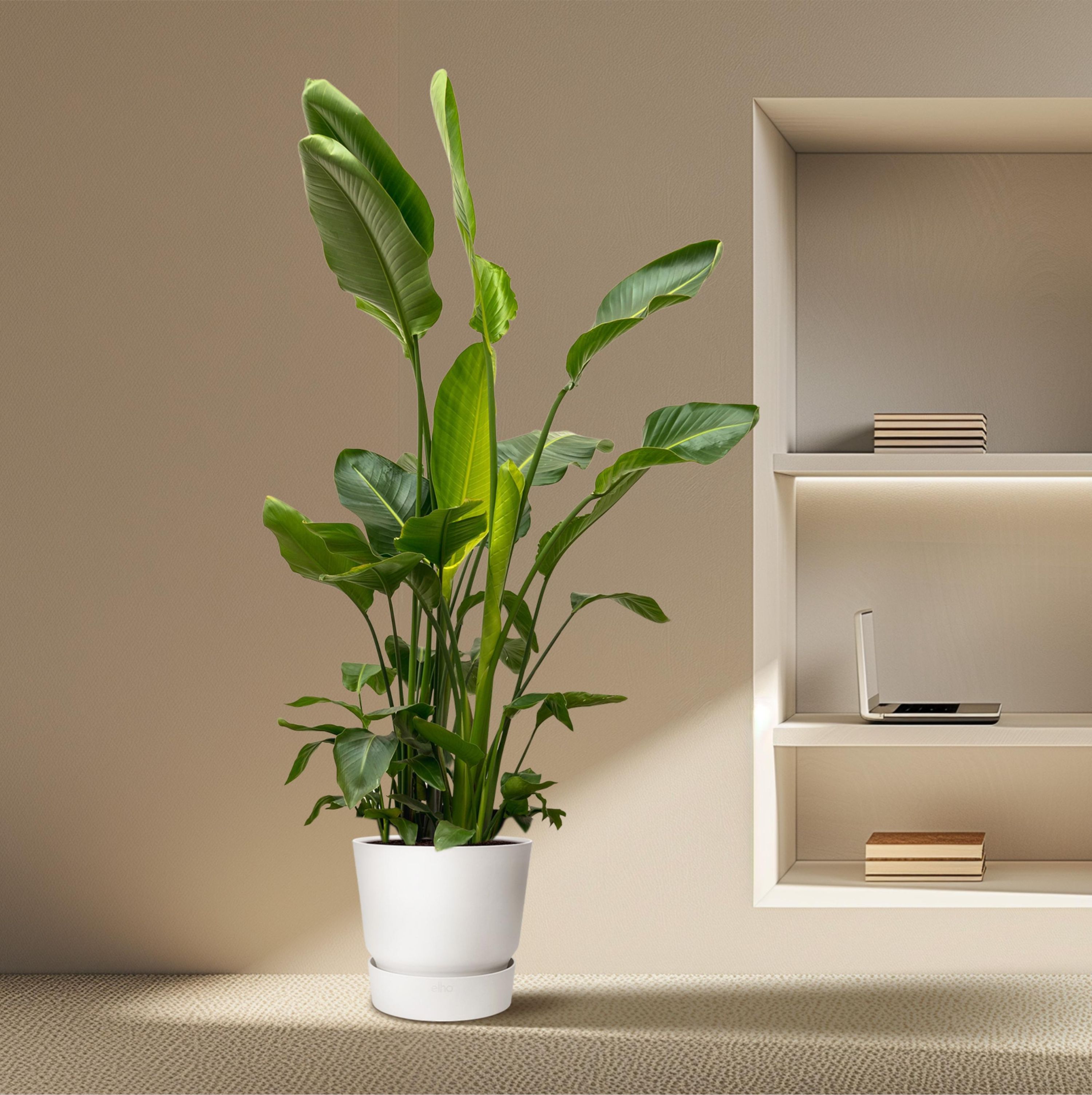 Strelitzia Nicolai - Weiße Paradiesvogelpflanze XXL