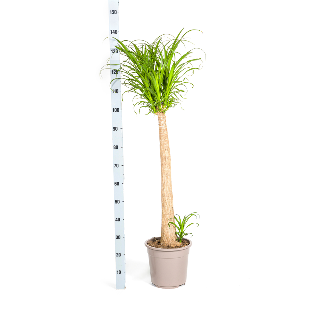 Beaucarnea Recurvata Zopfbaum | Elefantenfuß | Ø27cm - ↕110-130cm