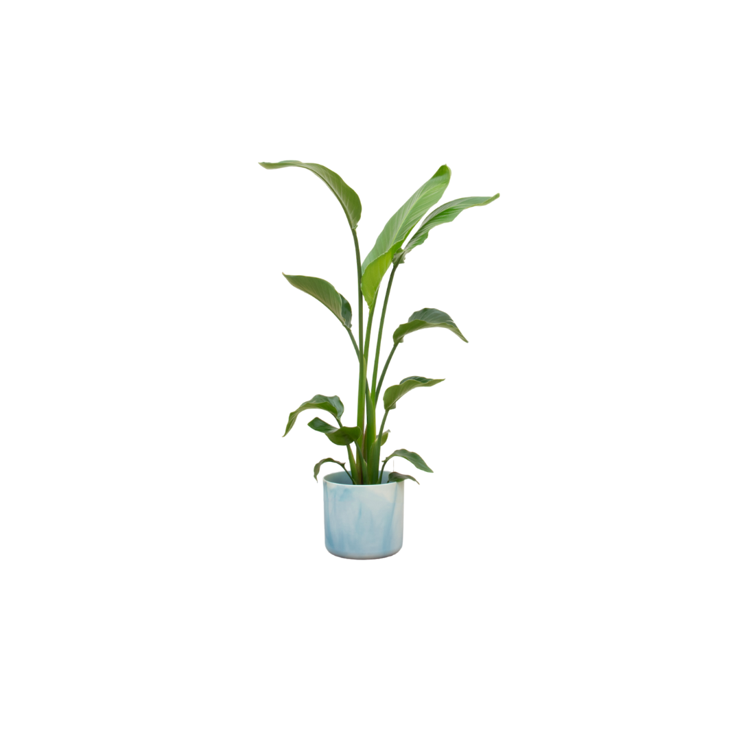 Strelitzia Nicolai im Ocean Round Topf