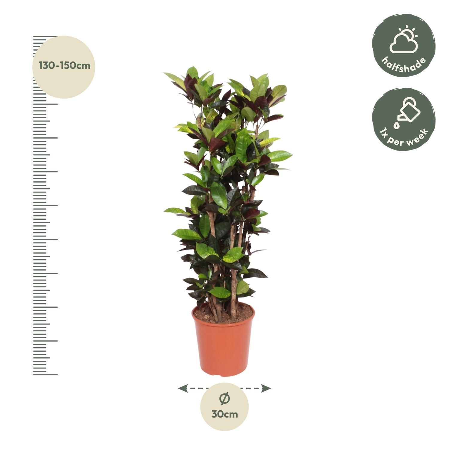 Codiaeum Iceton - Farbintensive Zimmerpflanze