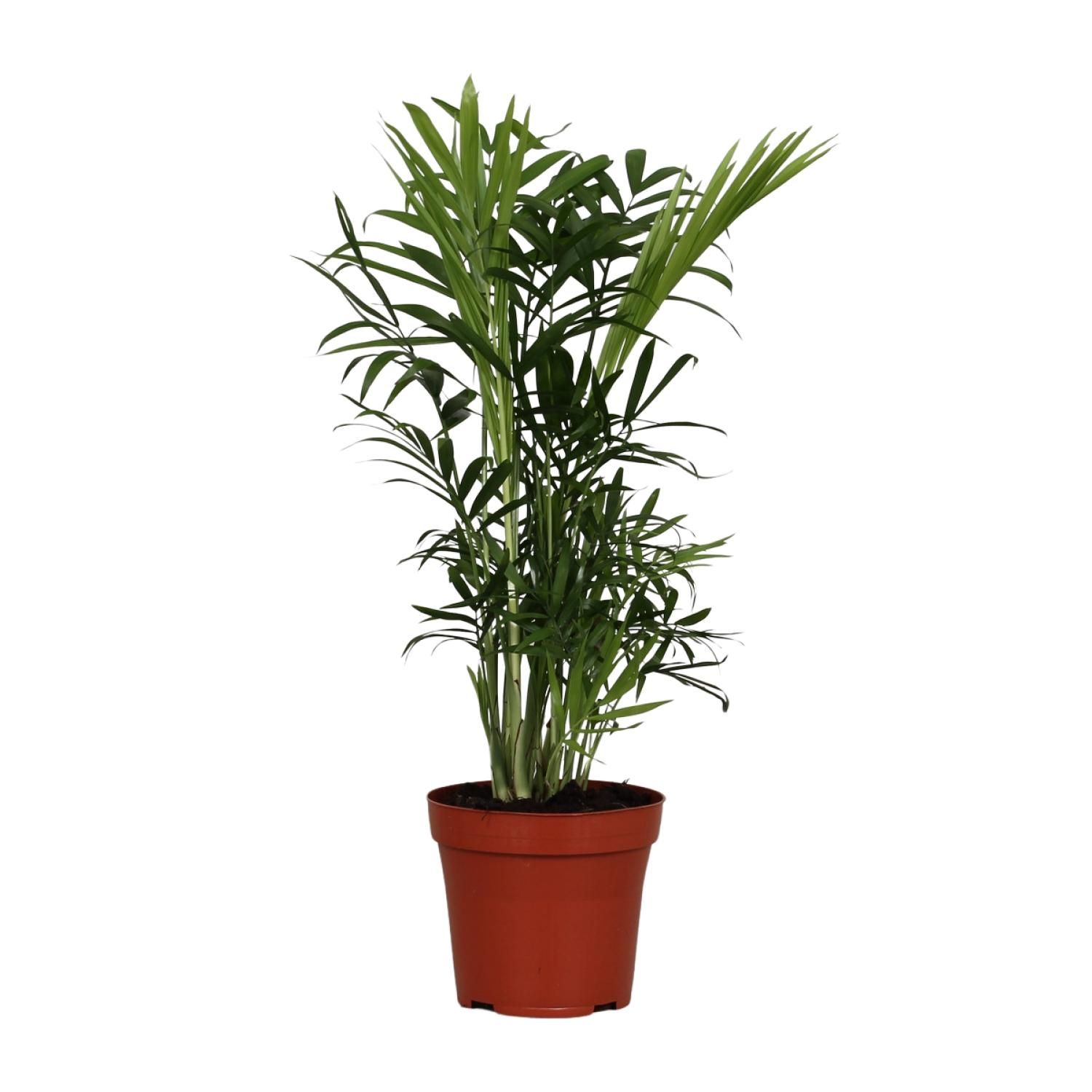 Zwergbergpalme Chamaedorea Elegans – Pflegeleichte Zimmerpflanze mit Tropischem Flair