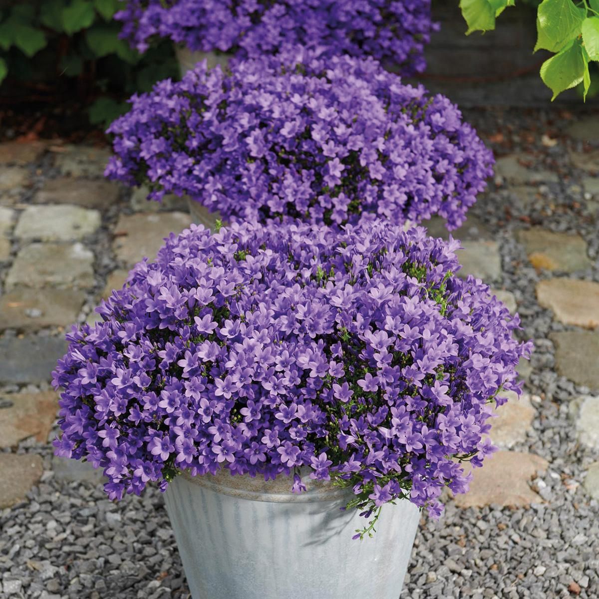 Campanula Addenda Glockenblume lila Bodendecker