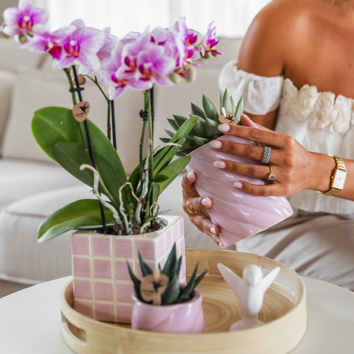 Phalaenopsis Orchidee Rosa Blühend