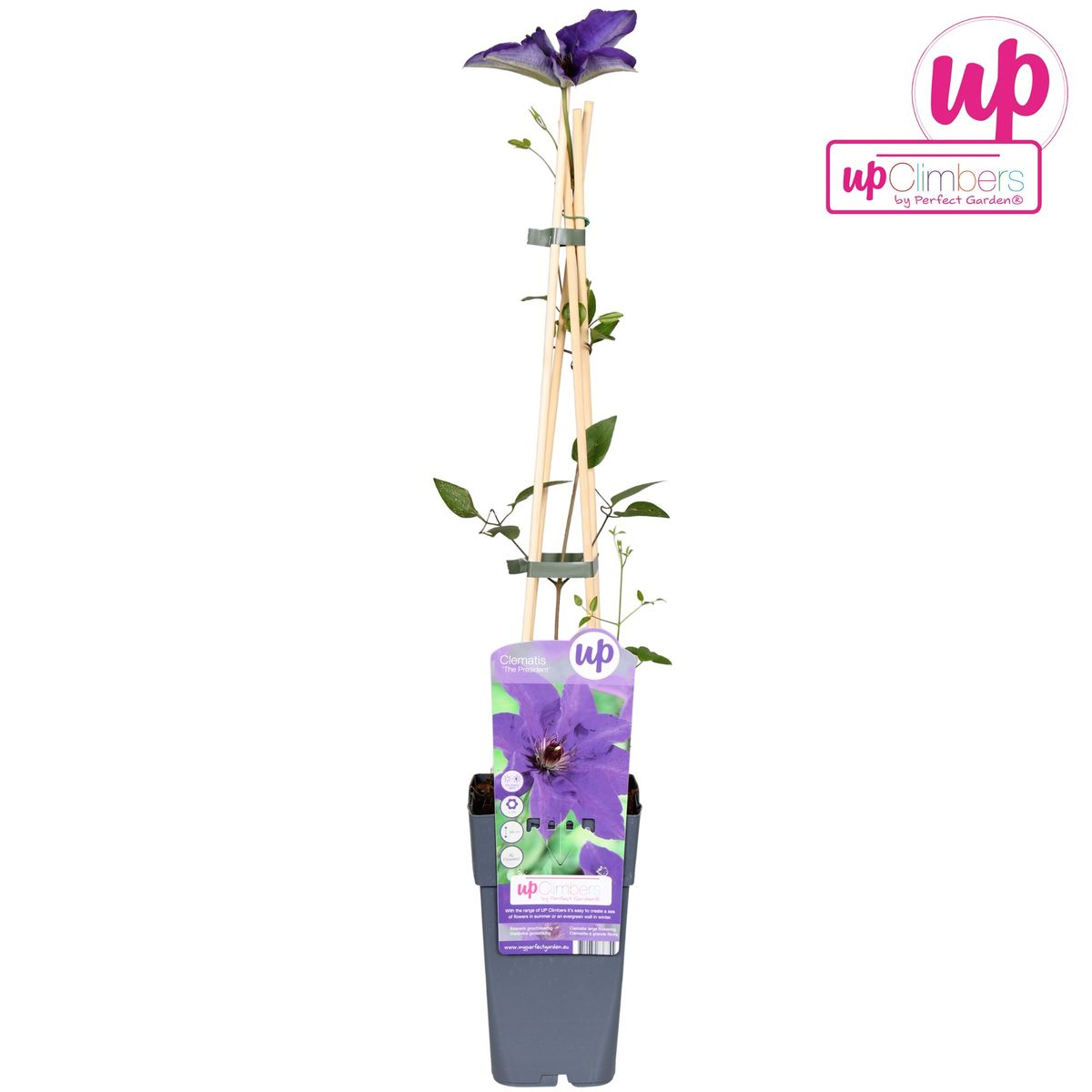 Clematis Kletterpflanze The President