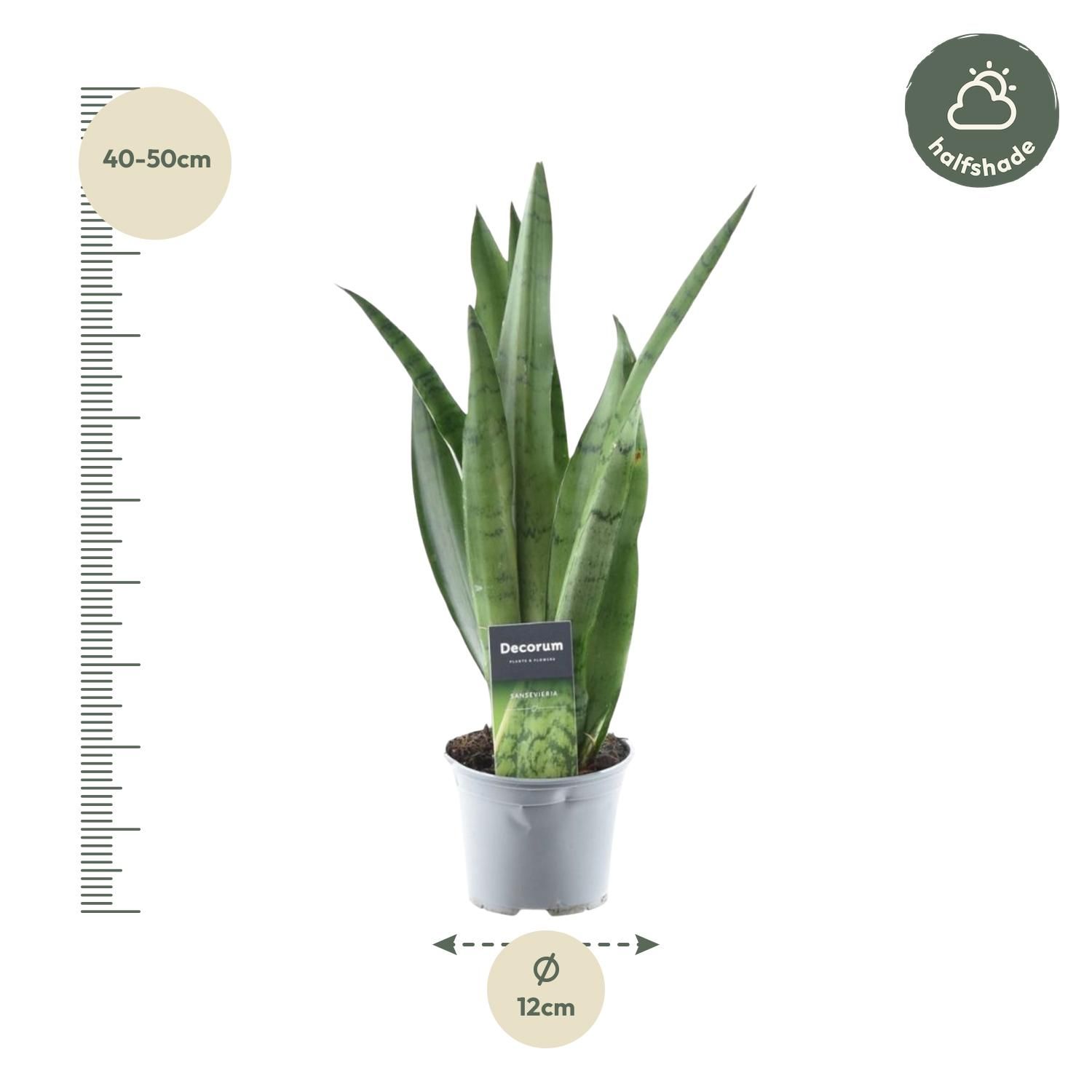 Sansevieria Spearmint Bogenhanf Grünpflanze
