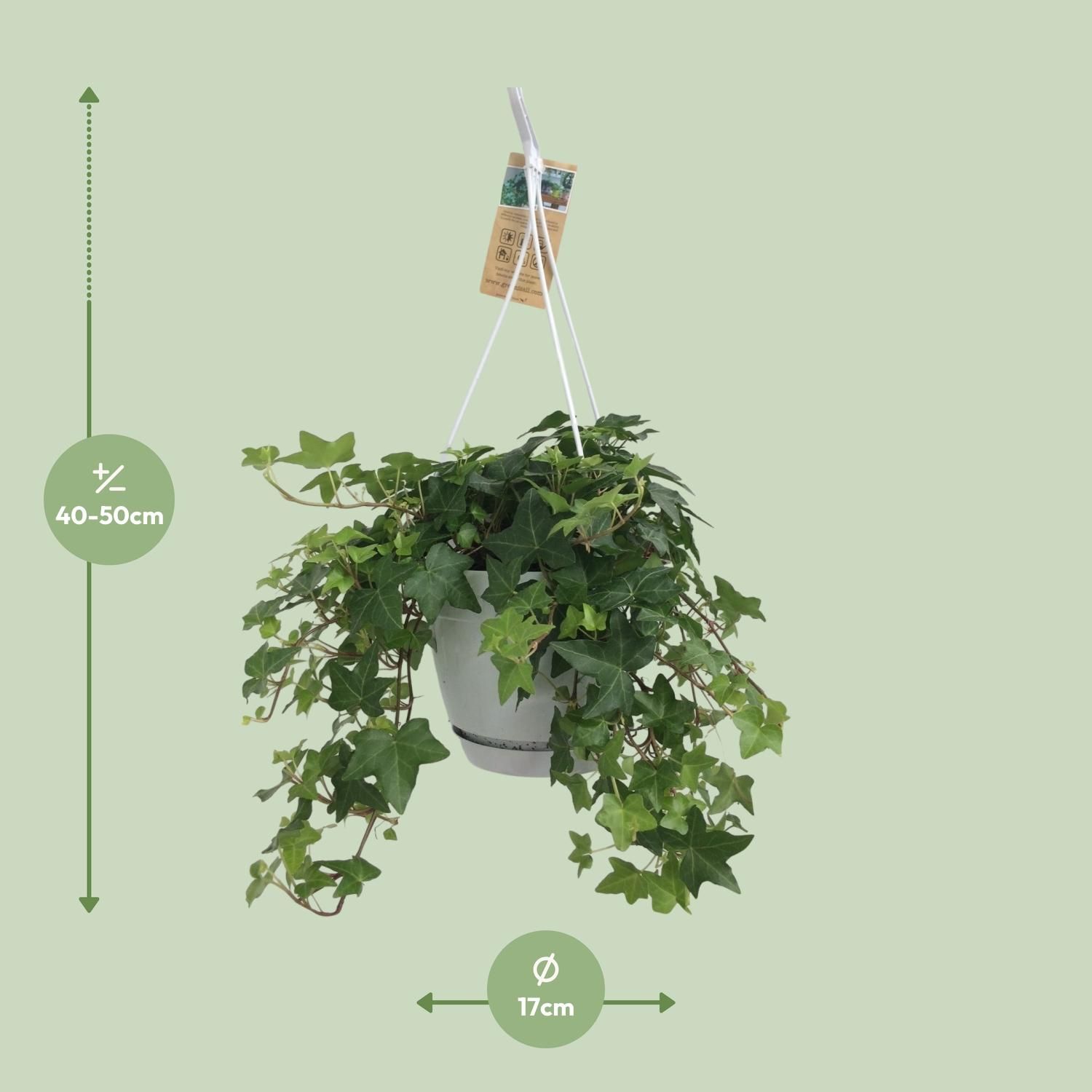 Hedera Helix Grün – Hängeampel Weiß – Ø17cm