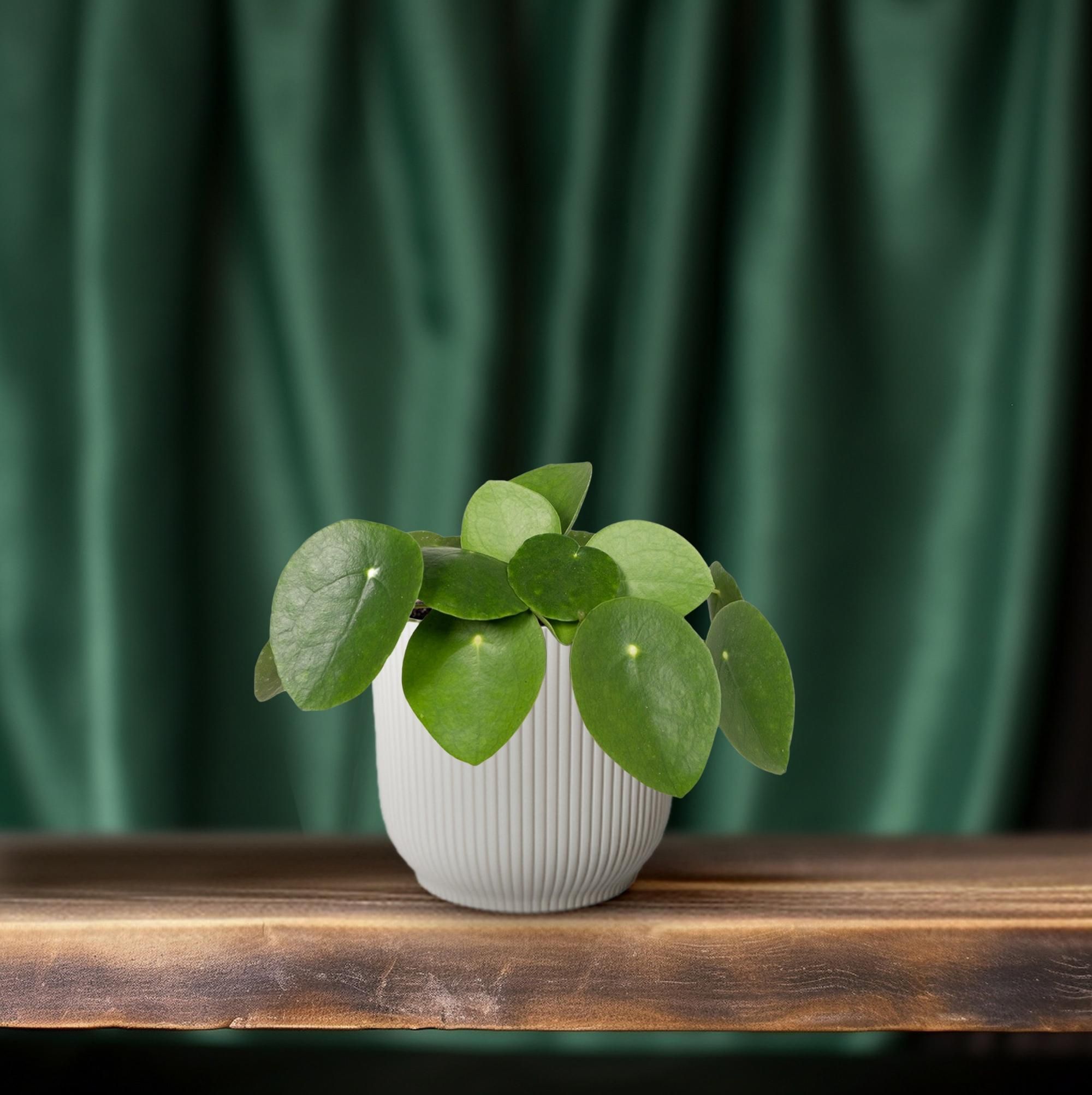 Pilea Peperomiodes Zimmerpflanze - Pfannkuchenpflanze