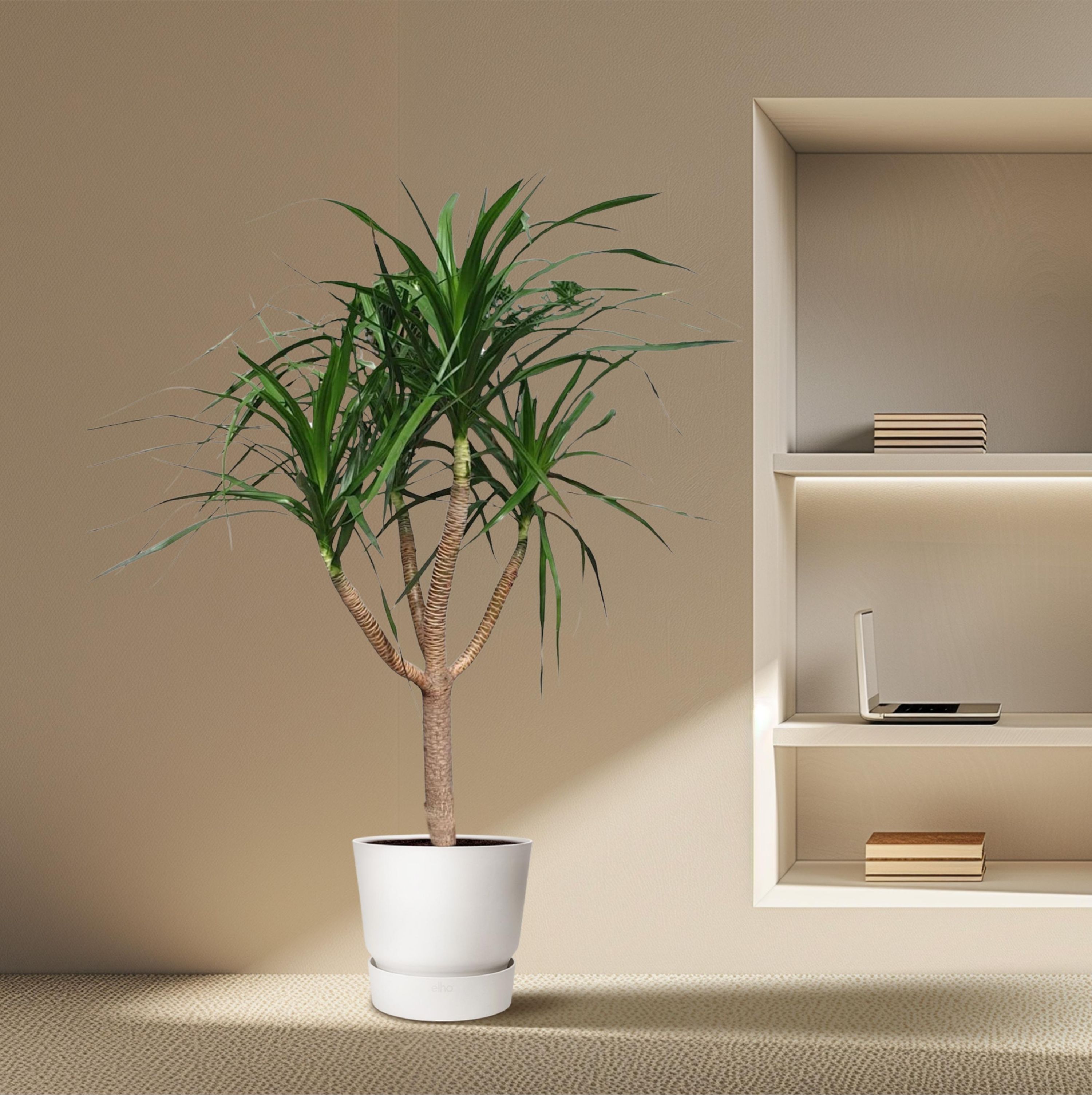 Dracaena Draco kompakt Zimmerpflanze