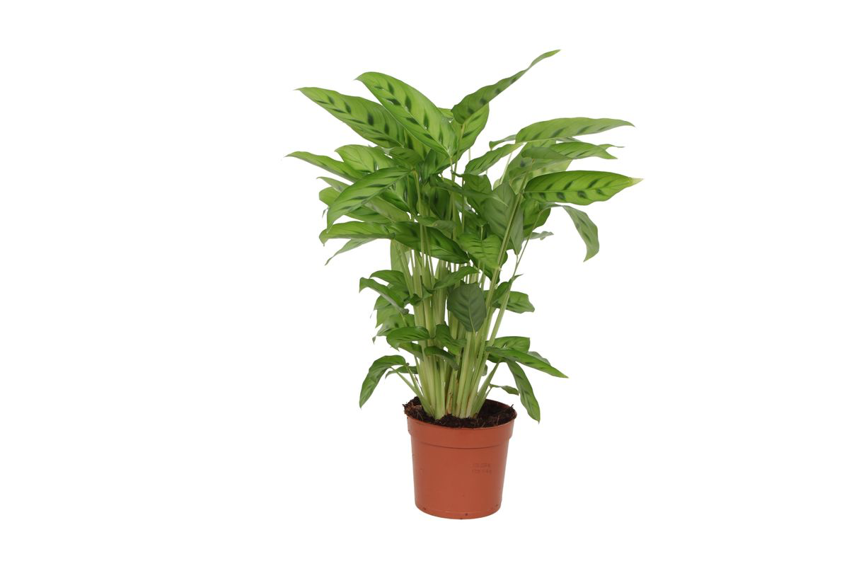 Calathea Leopardina Zimmerpflanze