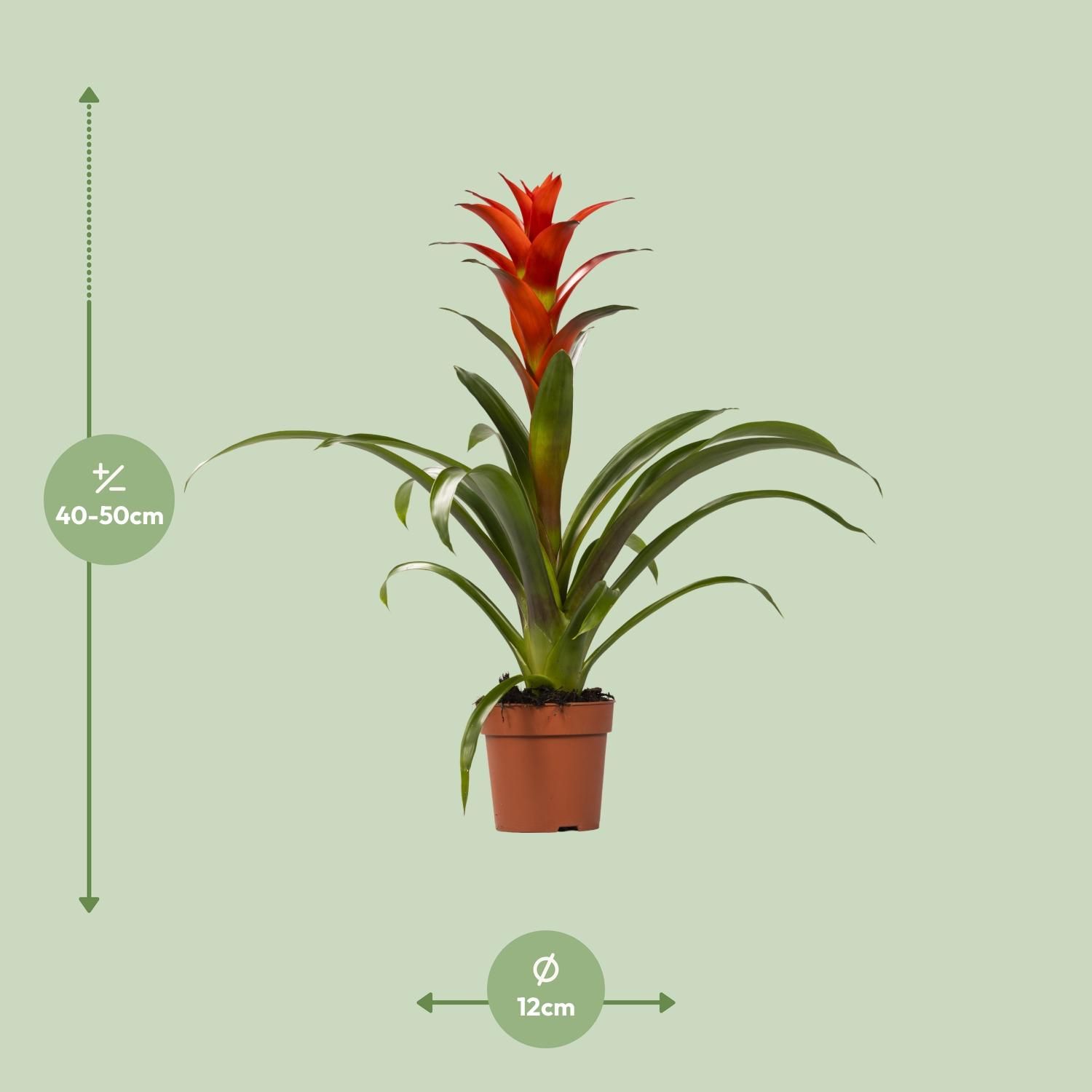 Guzmania Ostara Zimmerpflanze