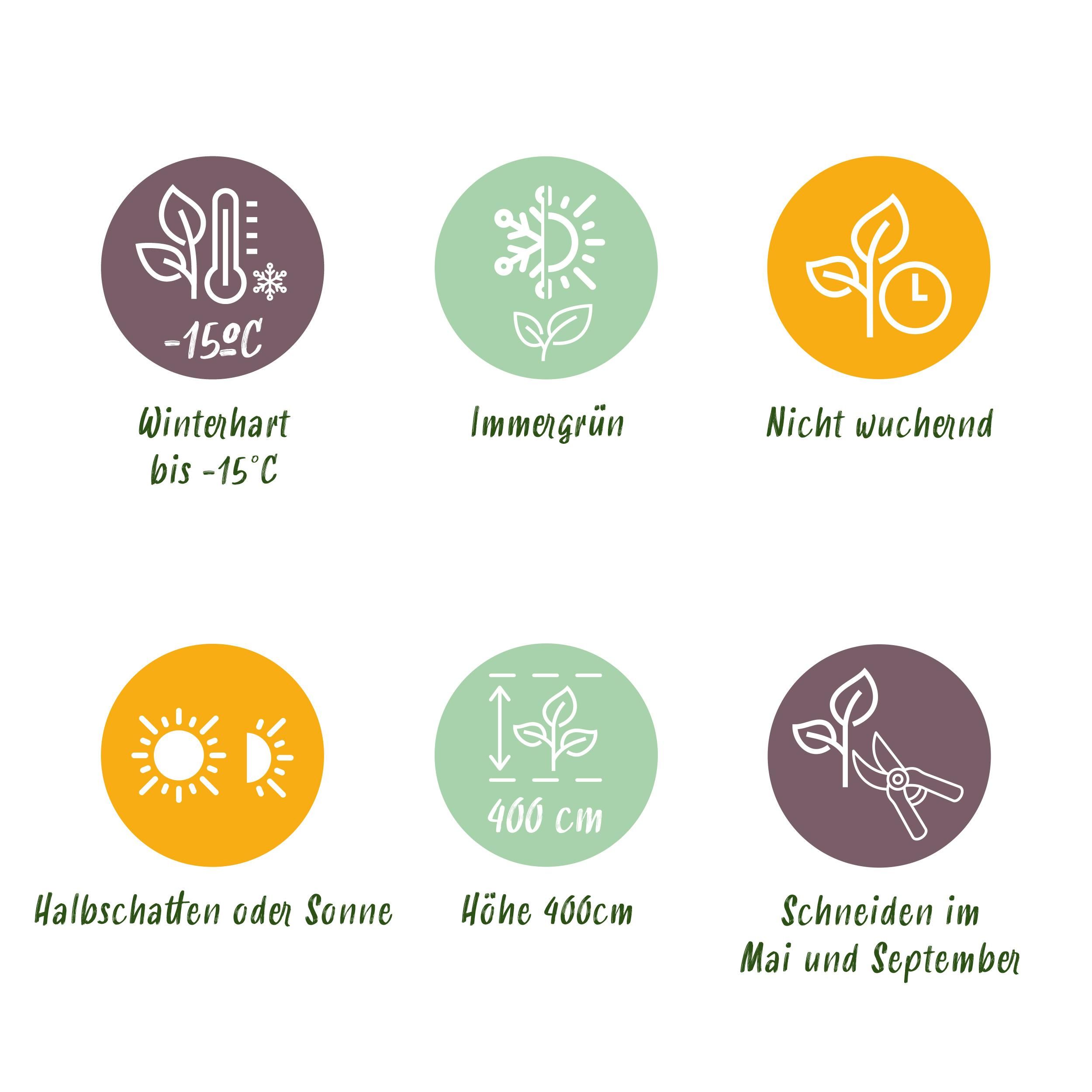Ligustrum Ovalifolium Heckenpflanze – Immergrün – 6 Pflanzen – 1 Laufender Meter – Topf 17cm