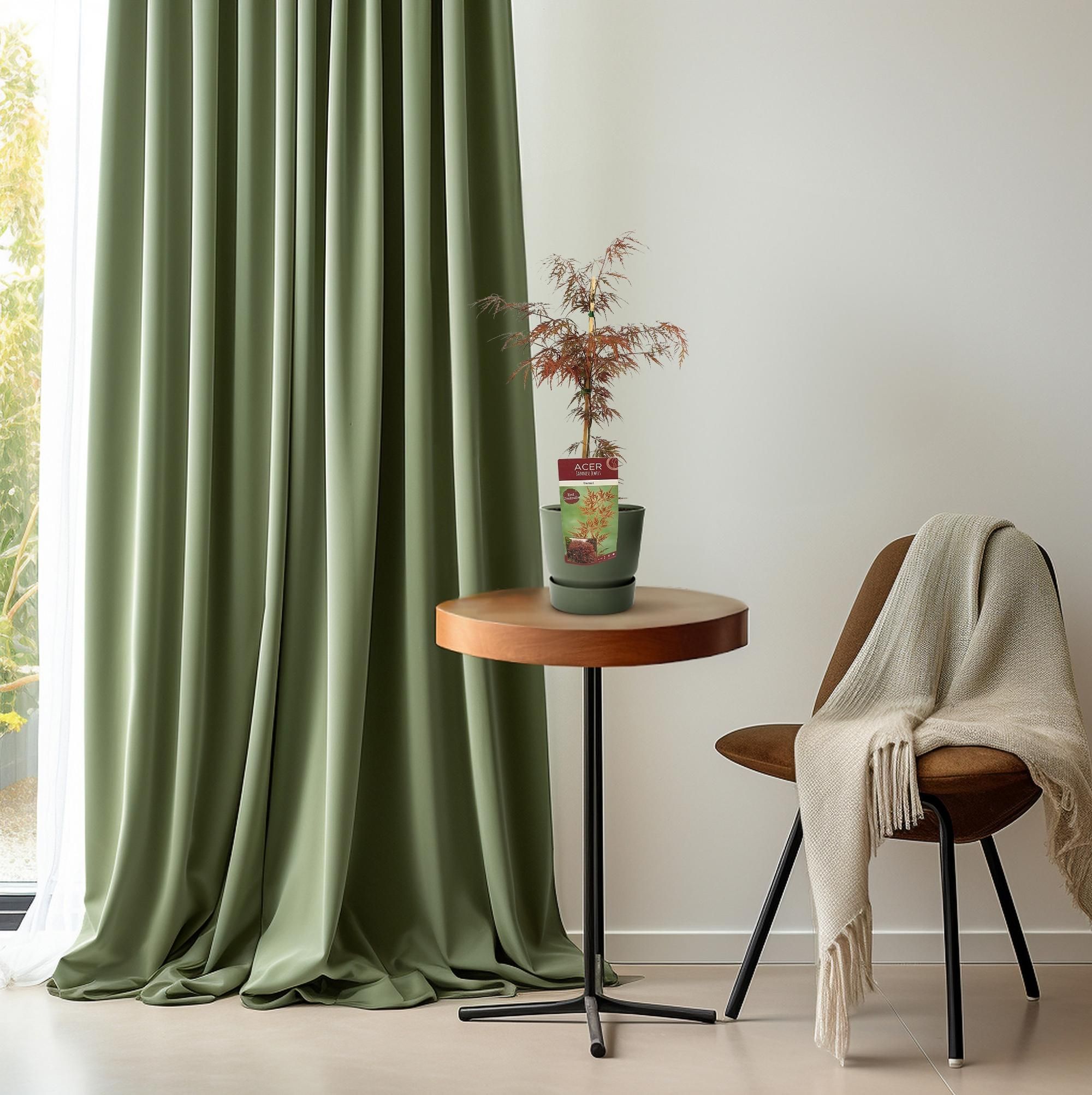Acer Garnet – Lebendiger Ahorn mit farbenprächtigen Blättern