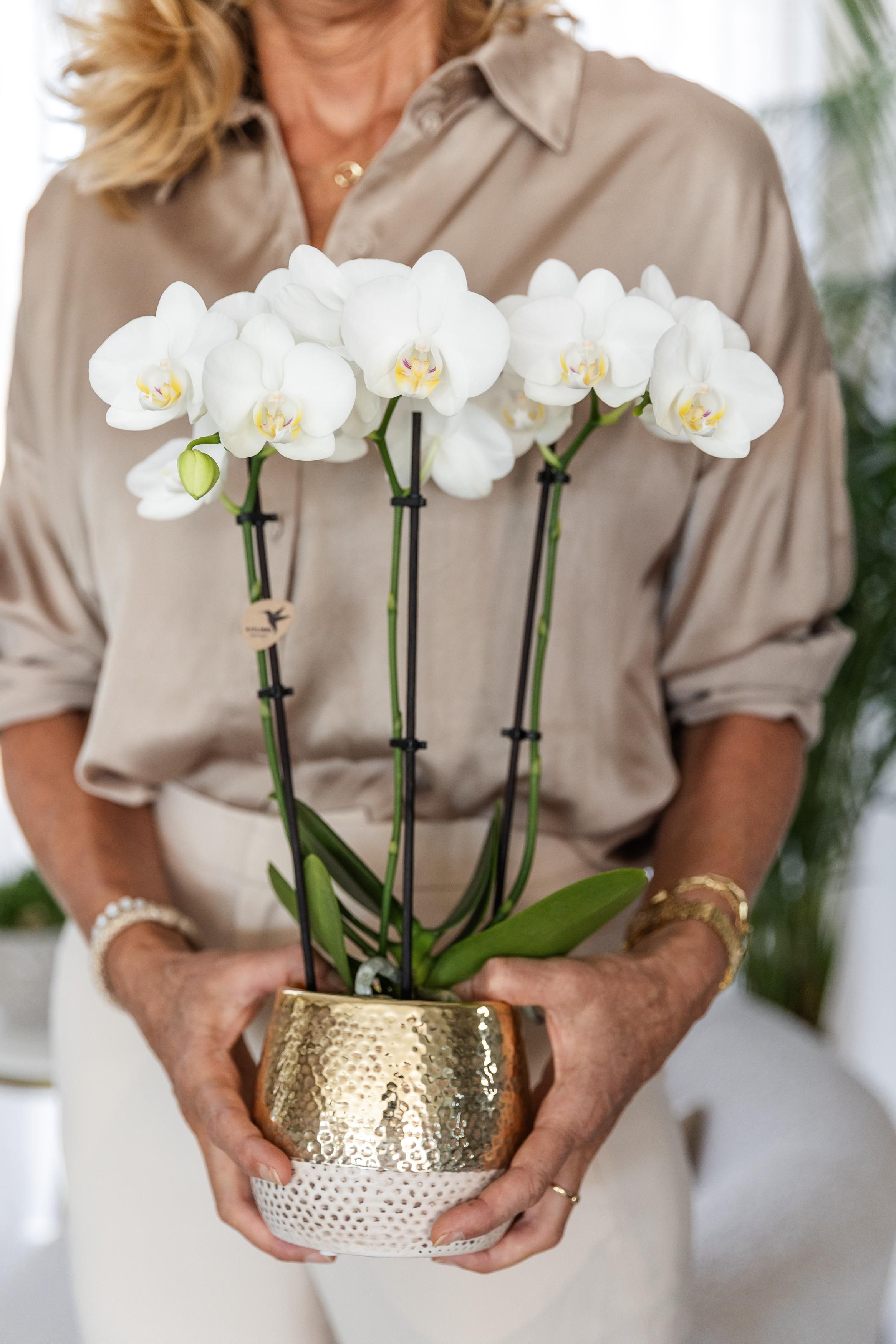 Phalaenopsis Orchidee im goldenen Blumentopf