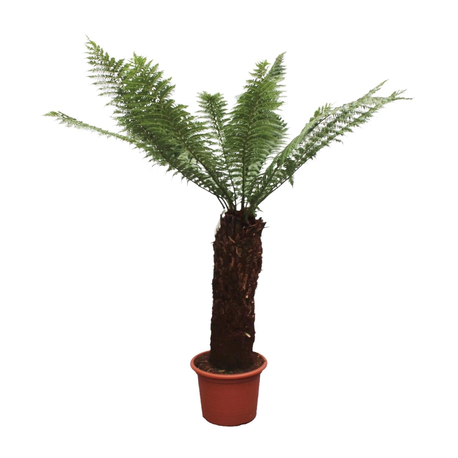 Dicksonia Antarctica Farn